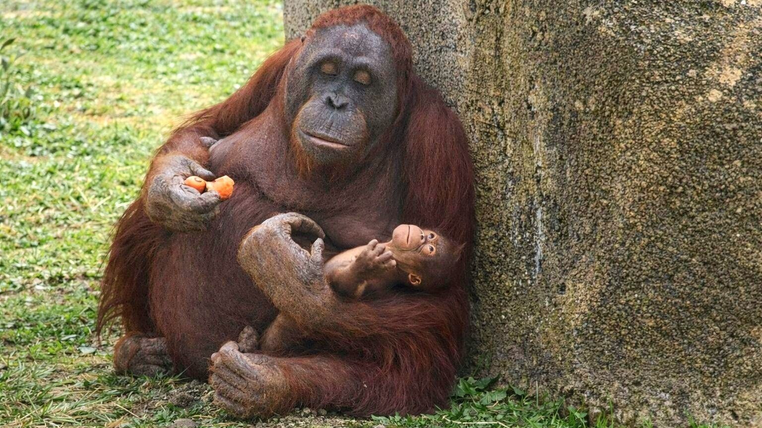 Nace un orangután de Borneo, una de las especies más amenazadas, en el Zoo de Madrid