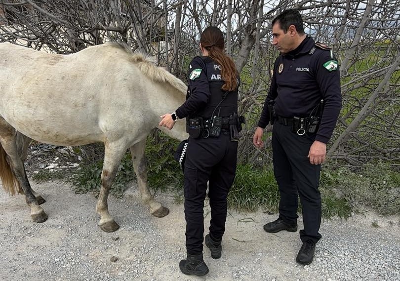 Rescatan a un caballo que paseaba por las calles de Armilla (Granada) entre los vehículos
