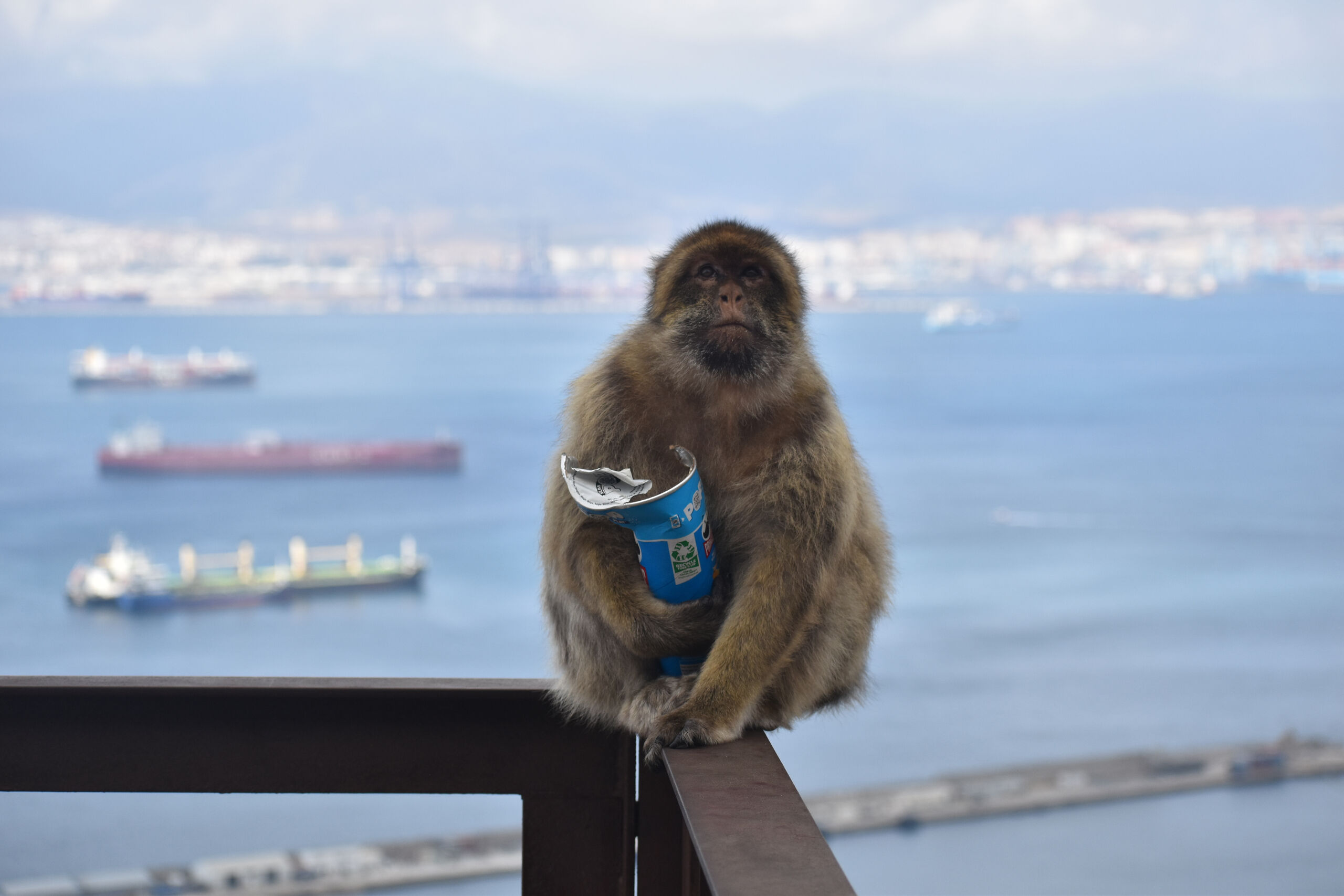 Los monos de Gibraltar tienen que comer tierra por culpa de turistas