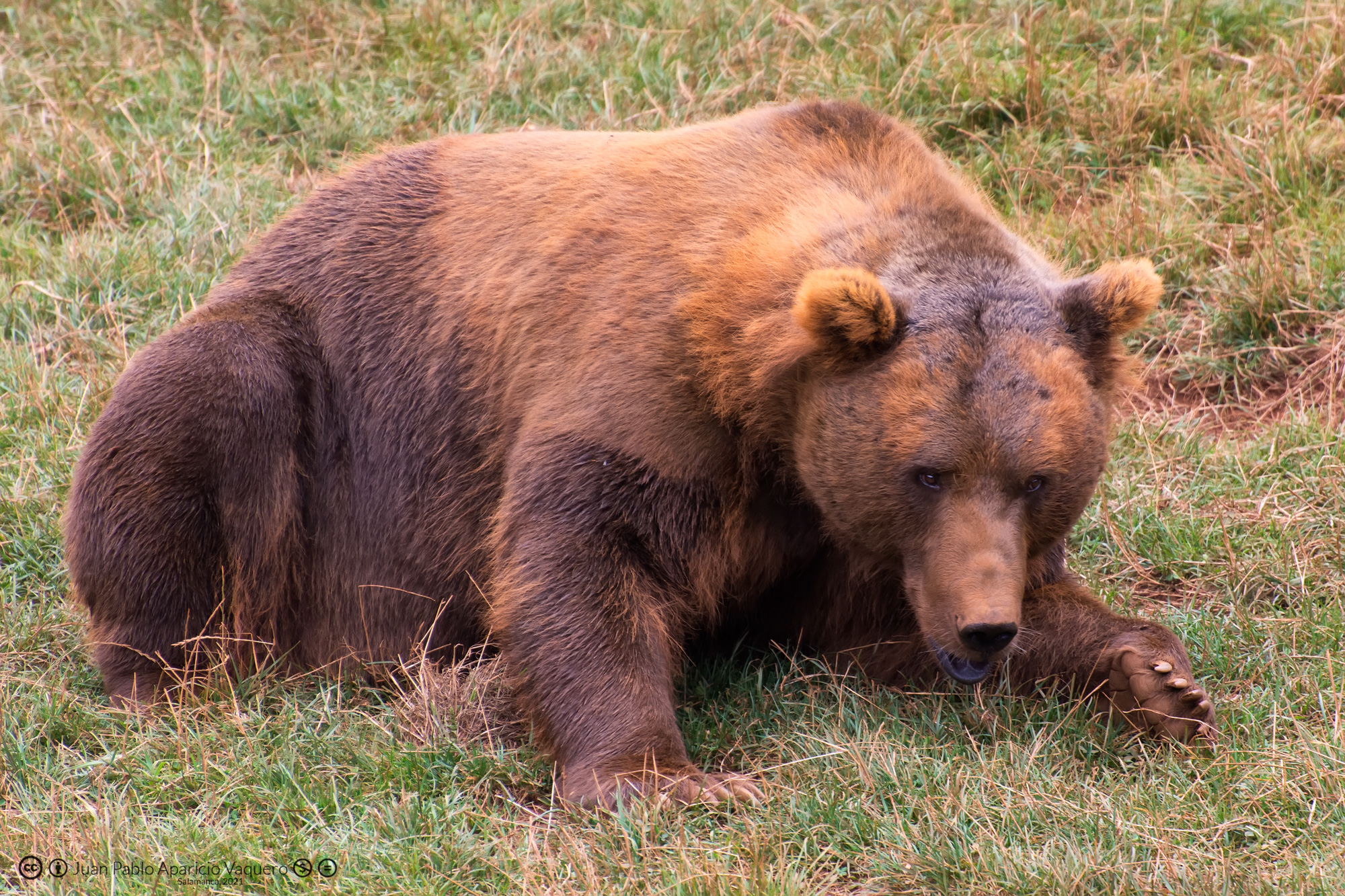 Un oso pardo siembra el pánico en León tras entrar en un pueblo y matar a un perro