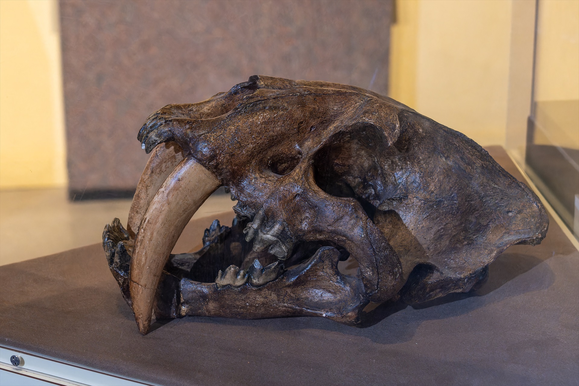 La extinción de mamíferos gigantes hace 10.000 años sigue afectando a los ecosistemas actuales