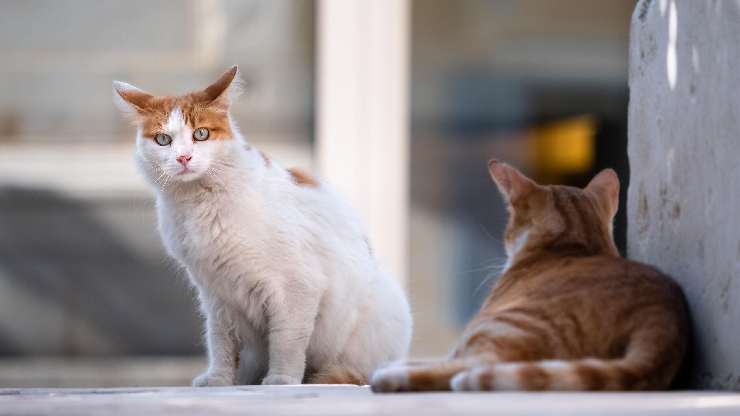 El curioso origen cervantino de la expresión 'buscarle tres pies al gato'