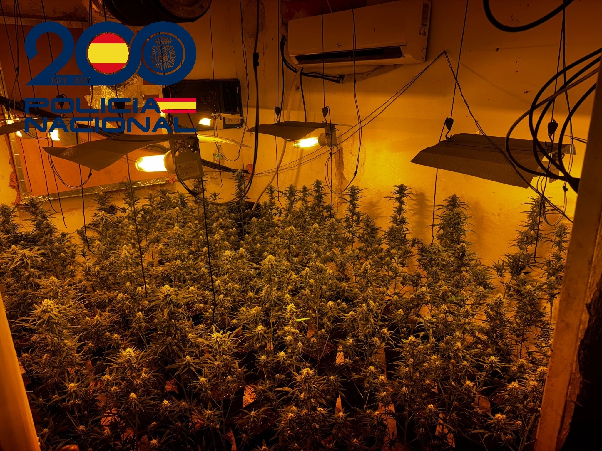 Endesa detecta 200 enganches ilegales al día: el 26% es para cultivar marihuana