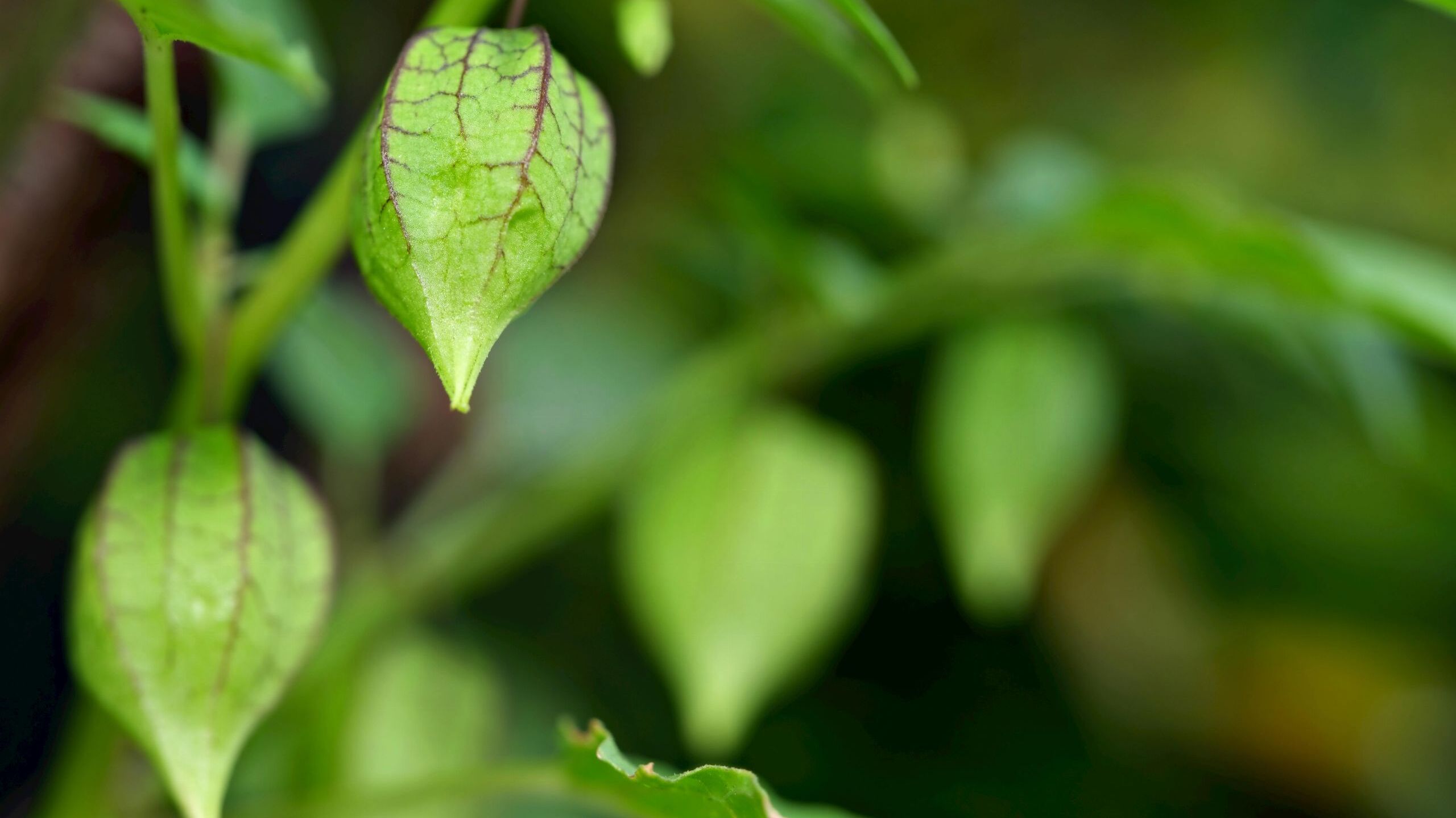 El 'anti-estrés' natural que está arrasando: promete bajar el cortisol y cambiar cómo duermes y comes