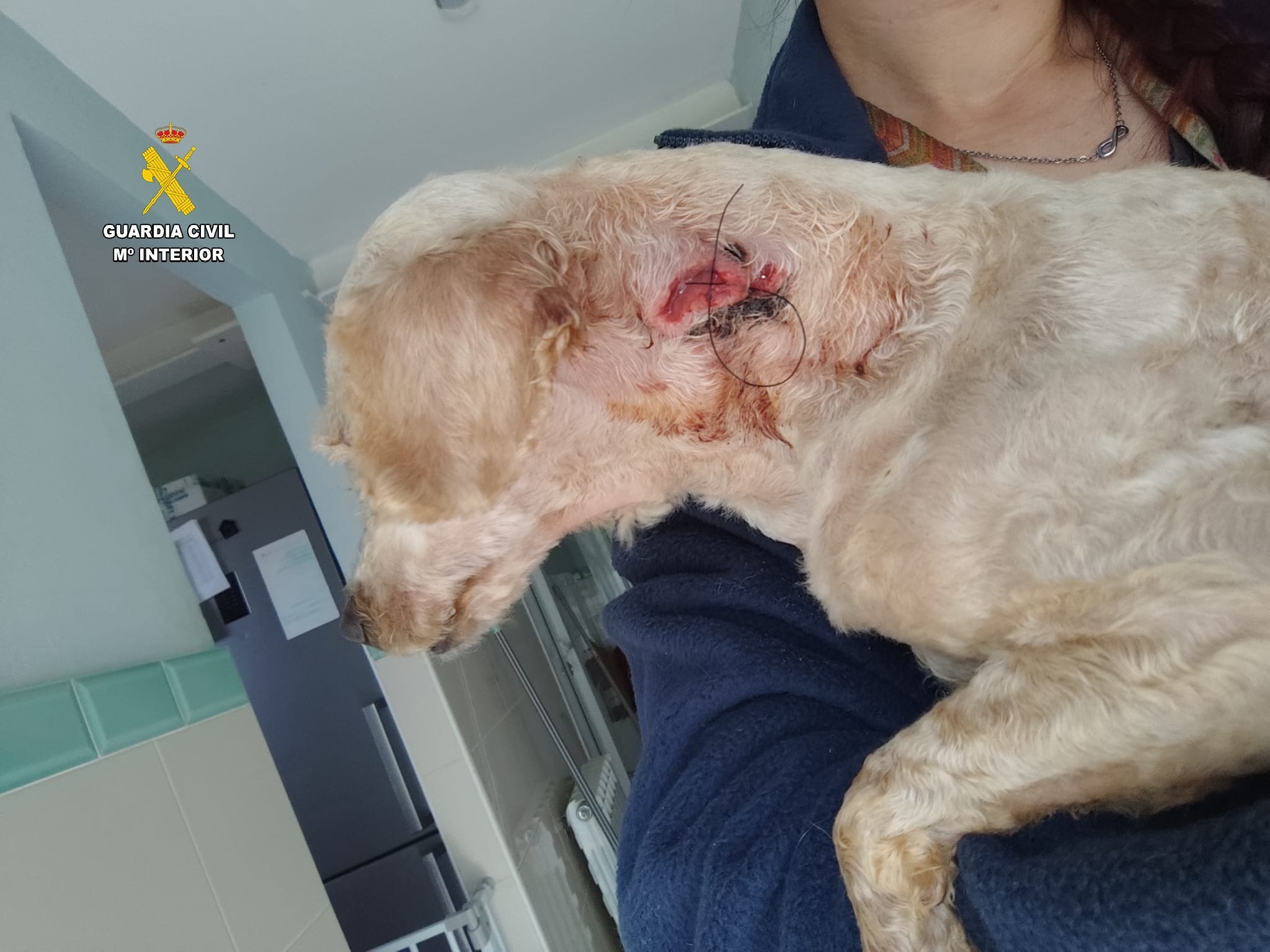 Desmantelado el criadero de los horrores de Gijón: perros enfermos y congelados vivos
