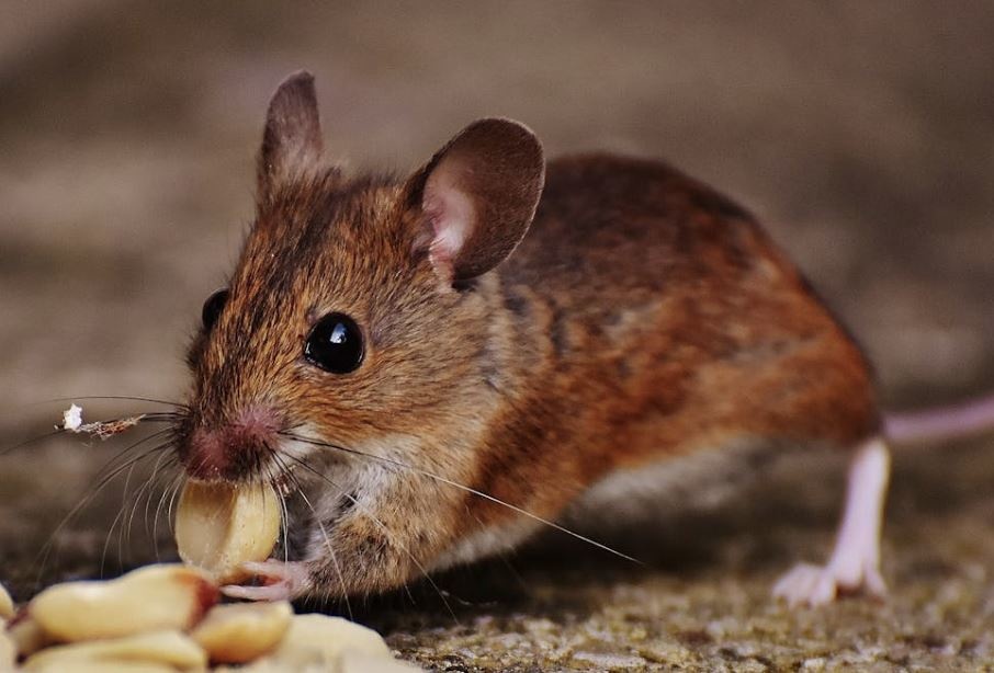 Nuevo caso de hantavirus en Argentina: aíslan a la familia del paciente por riesgo de contagio