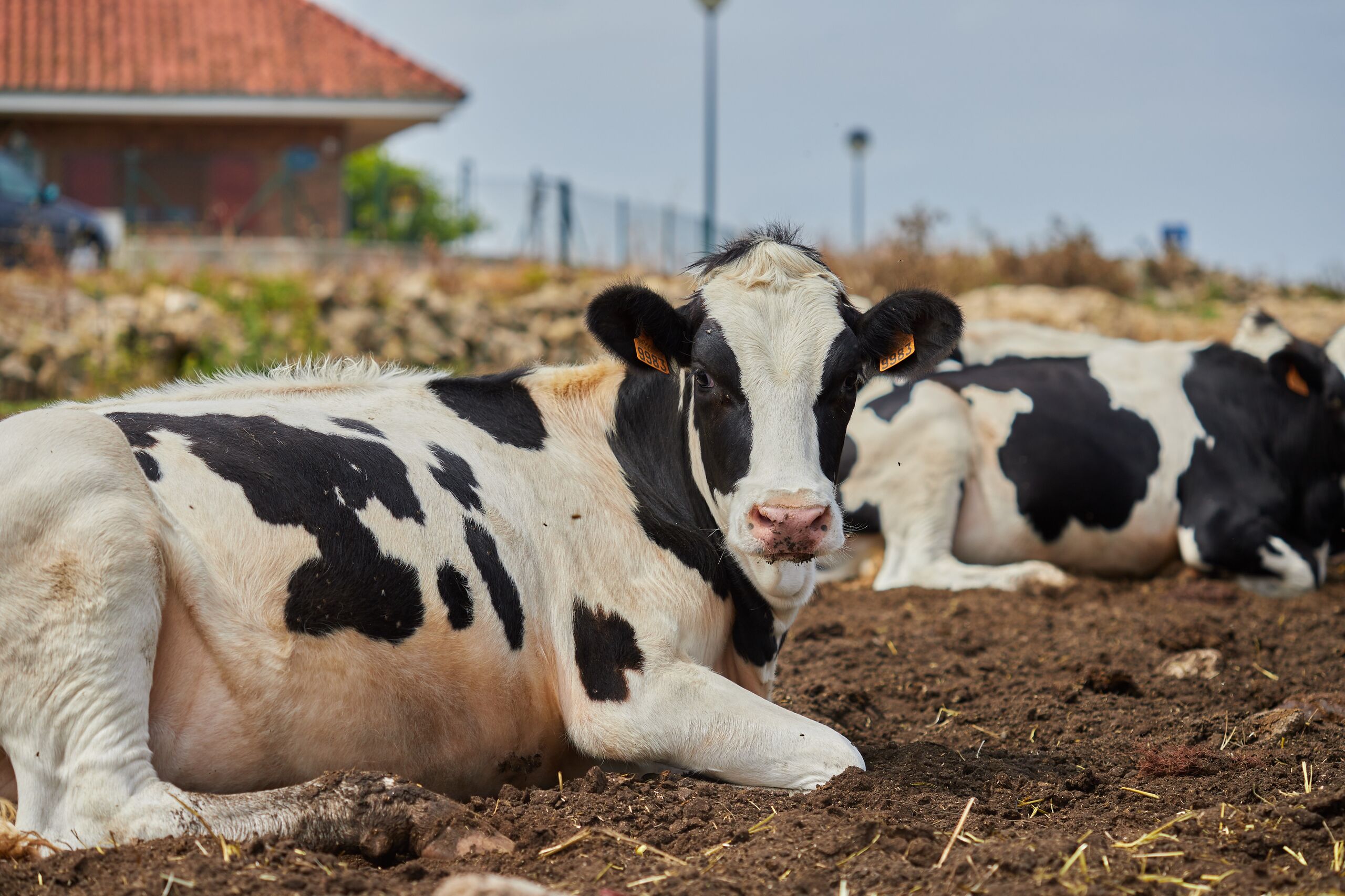 El lobby animalista da un respiro al campo europeo y carga contra la carne de Mercosur