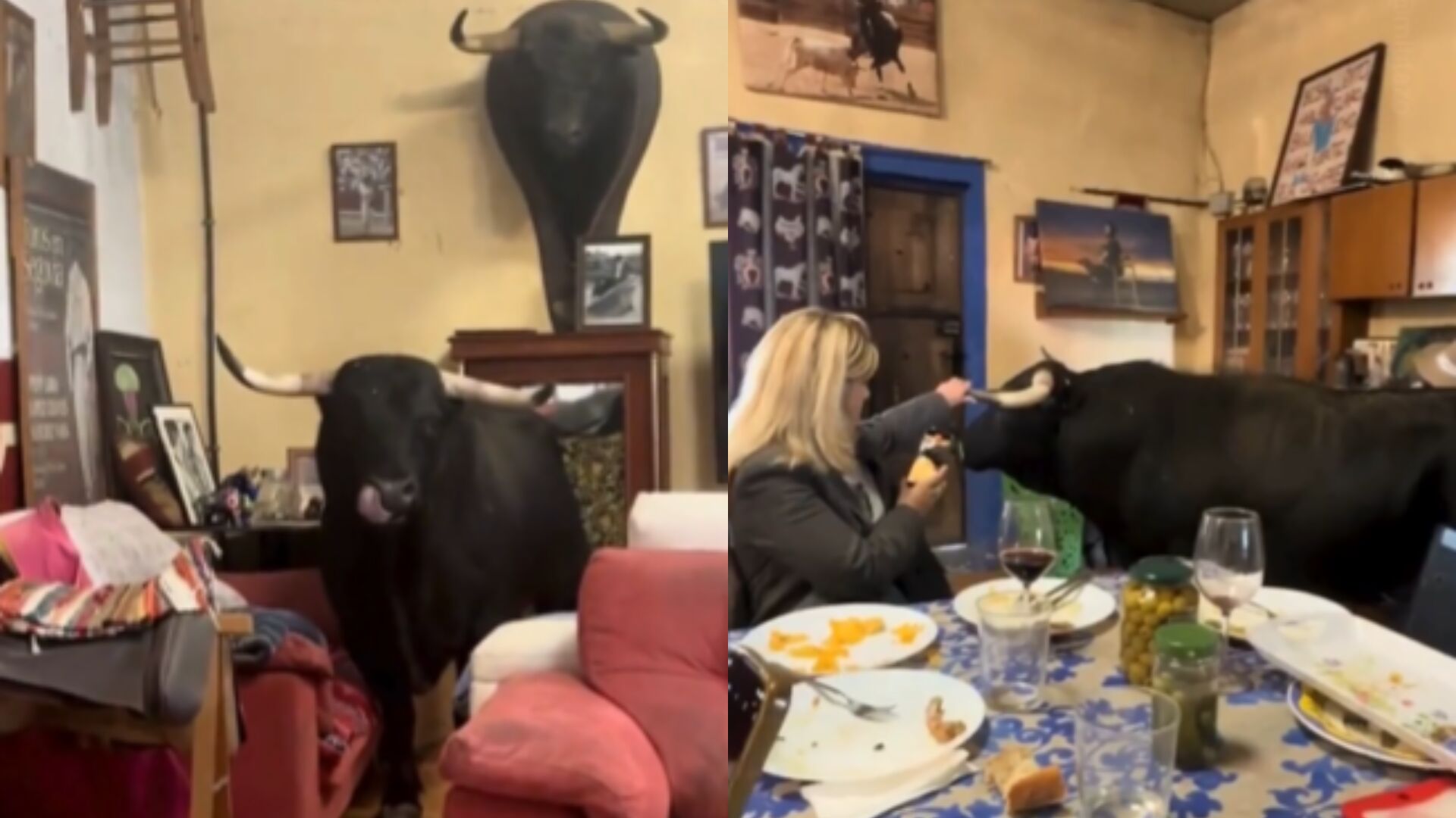 Tamariz, el toro bravo que pasea por un salón y ve las corridas por televisión