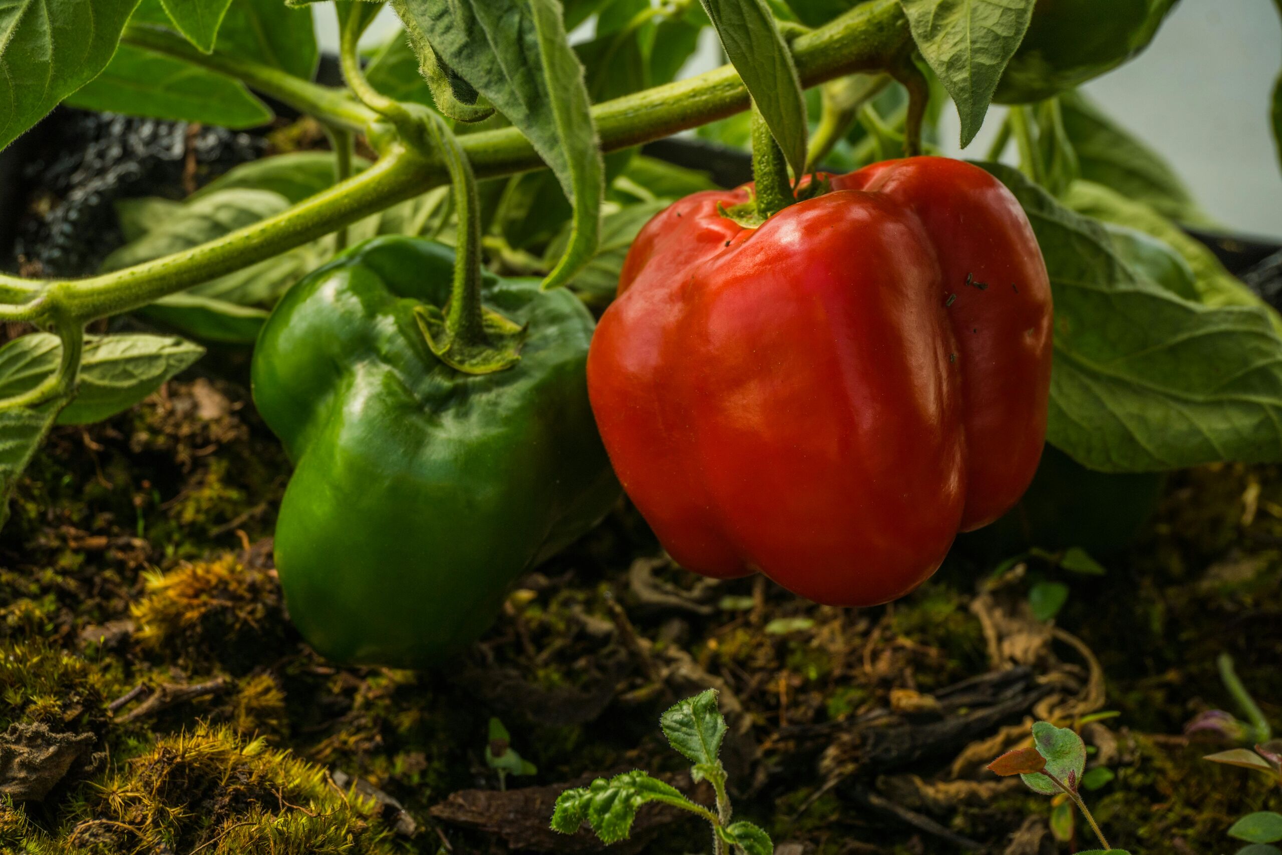 Qué plantar en tu huerto en mayo y junio para una gran cosecha