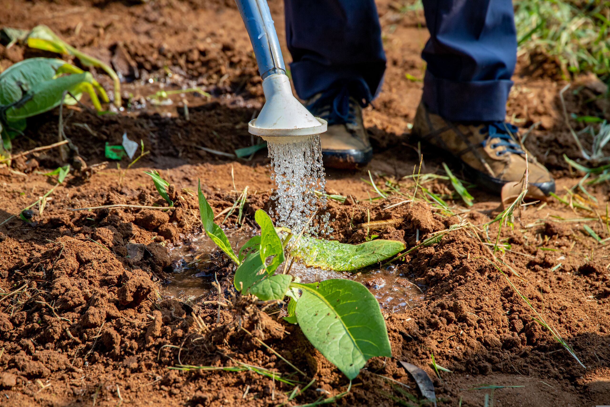 La 'prueba del dedo' y otros métodos de los expertos para no matar a tus plantas