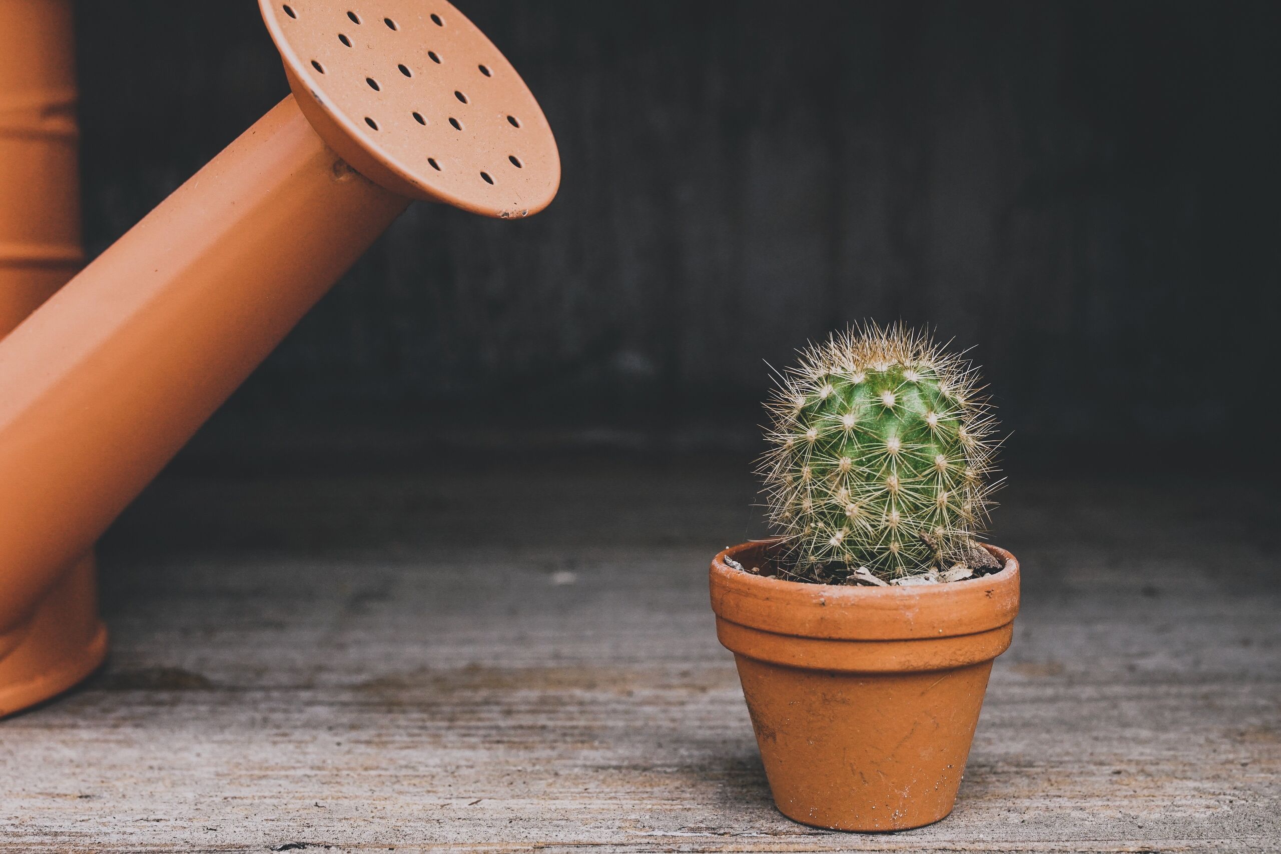 Cómo evitar plagas en las plantas de interior con la 'cuarentena vegetal' y otros trucos
