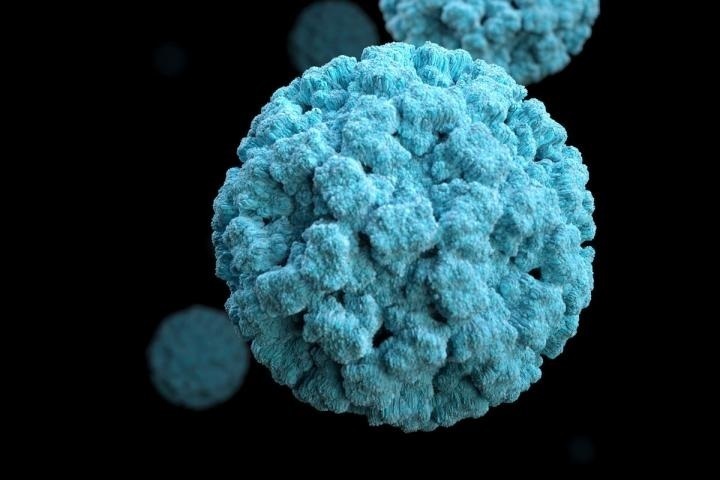 Así es el norovirus, el causante del brote en el crucero de Burdeos