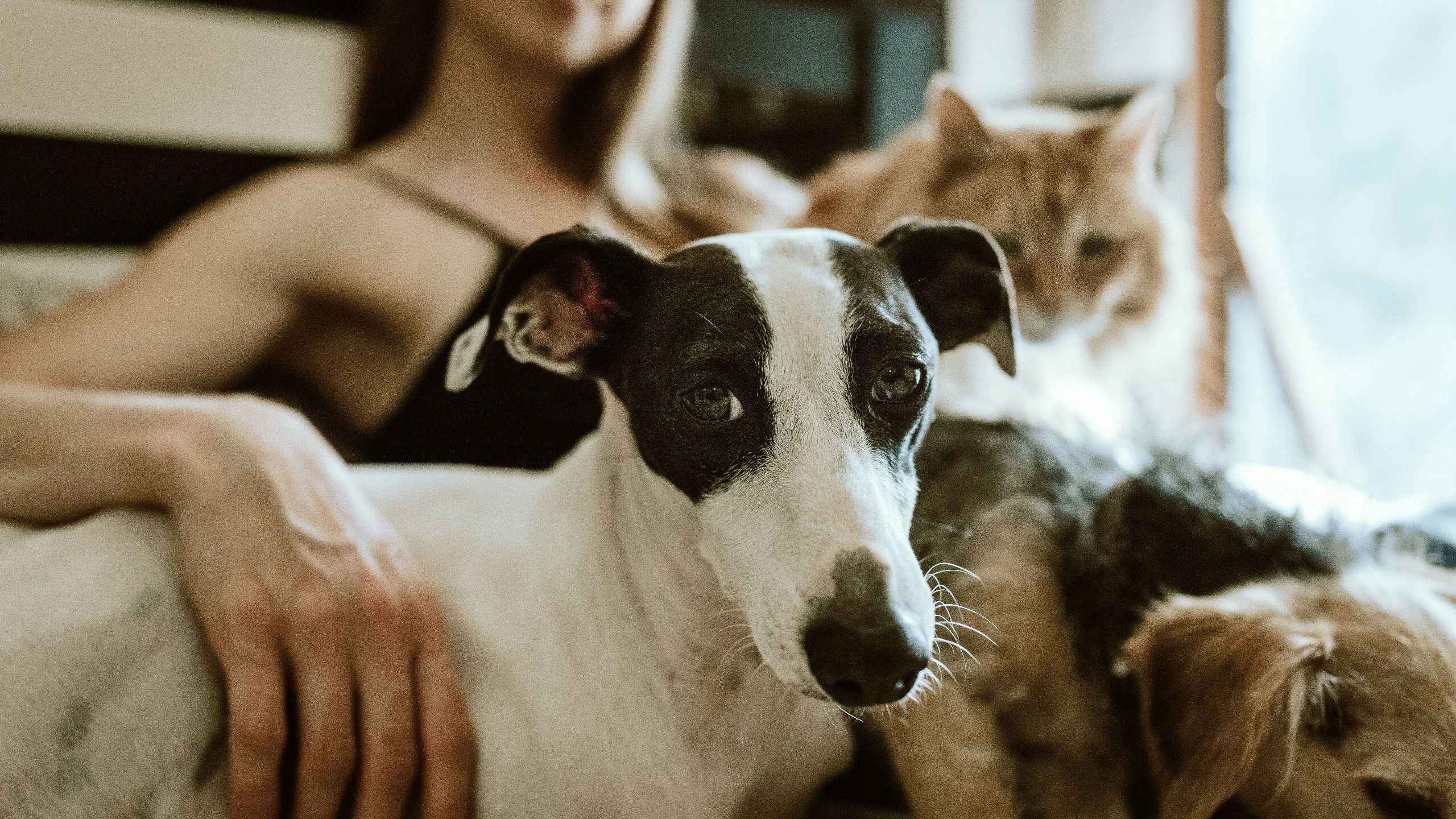 La fórmula para viajar sin pagar alojamiento que triunfa entre los amantes de los animales