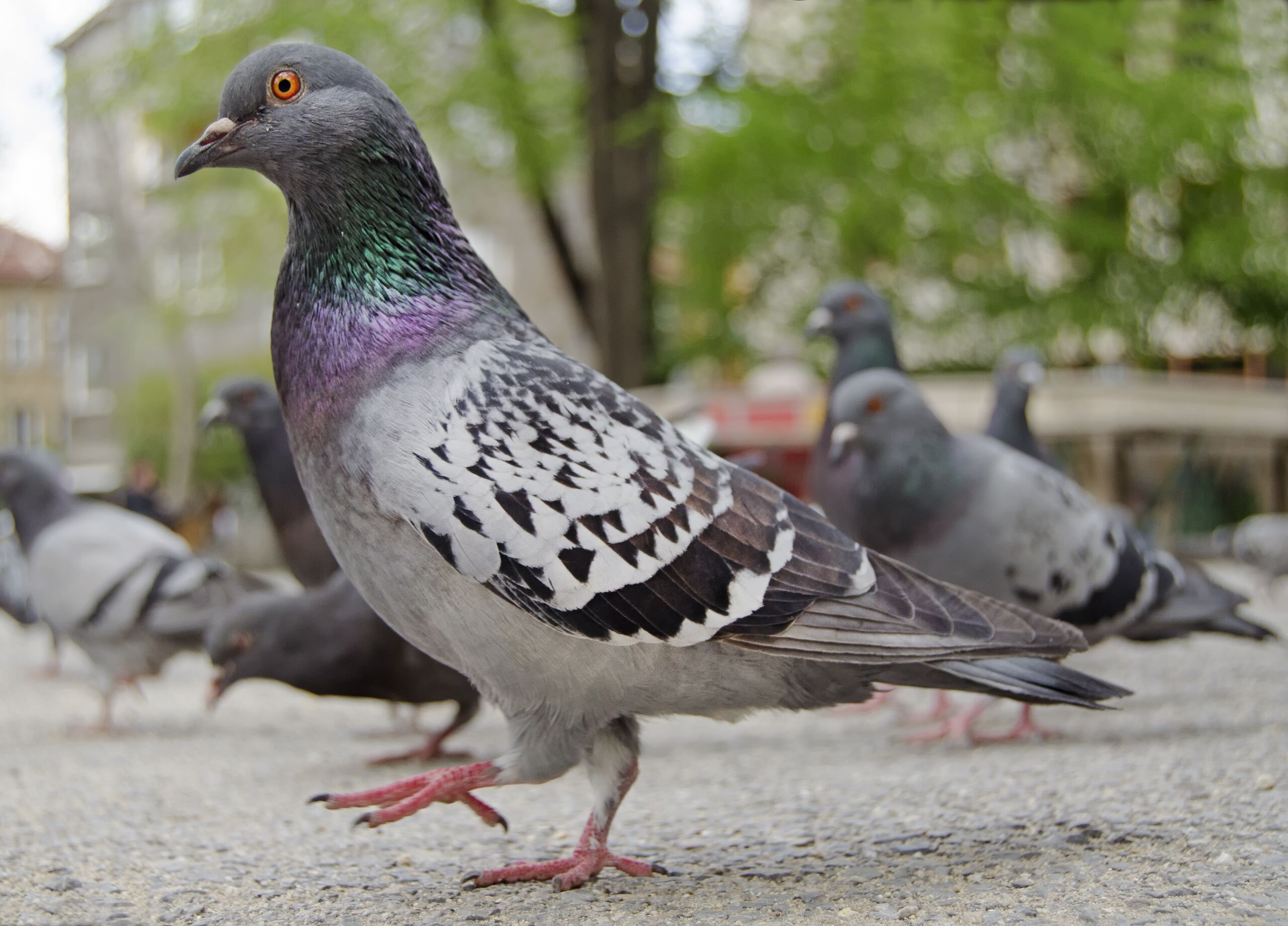 Los animales urbanos son más audaces y agresivos que sus parientes rurales, según un estudio
