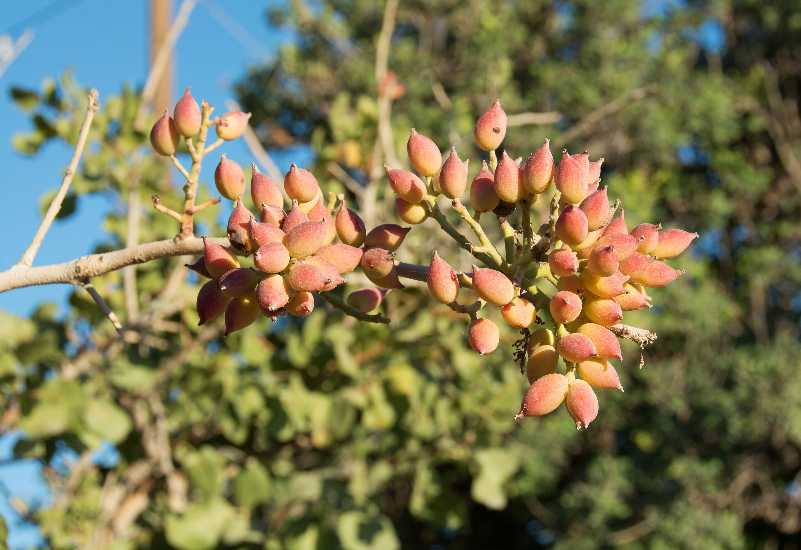 El cultivo de pistacho se dispara un 1.310% en España