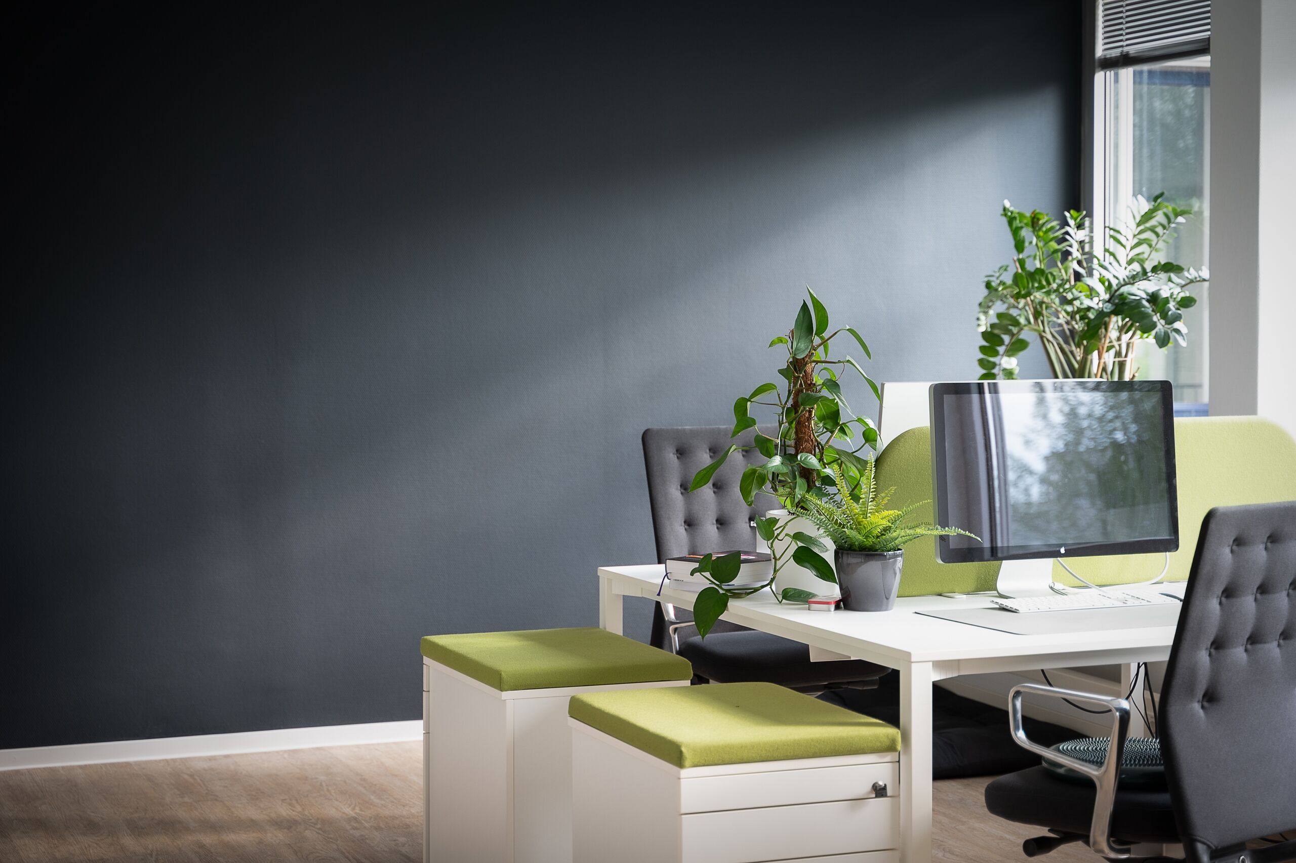 Las mejores plantas para sobrevivir en oficinas oscuras y con luz artificial