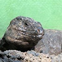 Canarias aprueba un plan de dos millones para recuperar al lagarto gigante de El Hierro