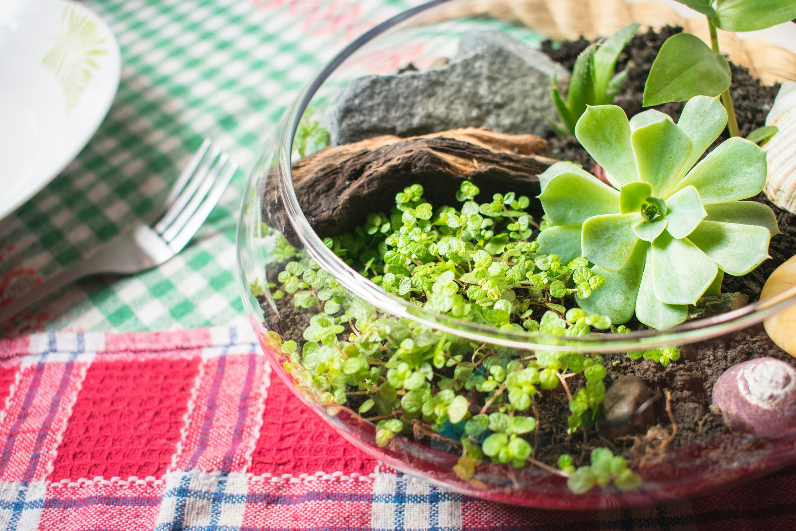 La verdad oculta tras las 'plantas eternas' que inundan las redes