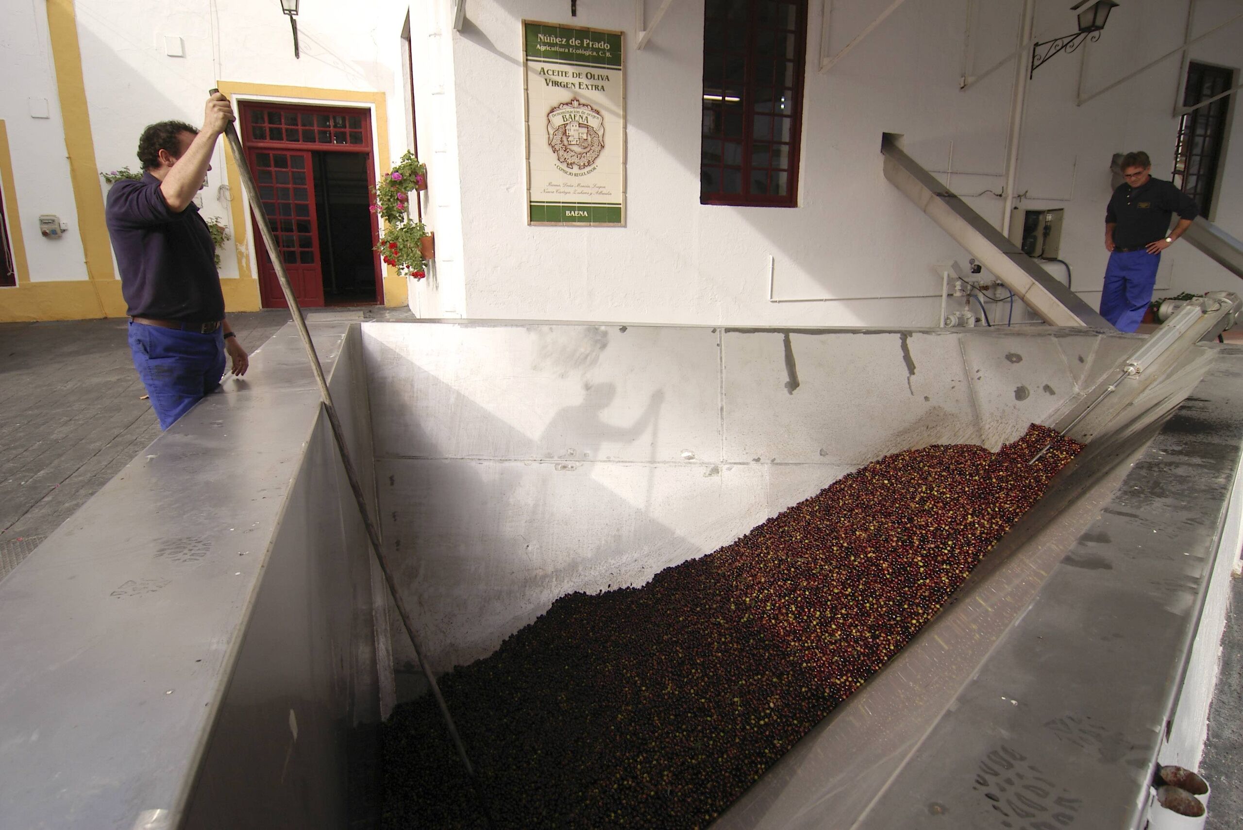 Los olivareros presionan para subir el precio del aceite tras el desplome en origen a 4 euros