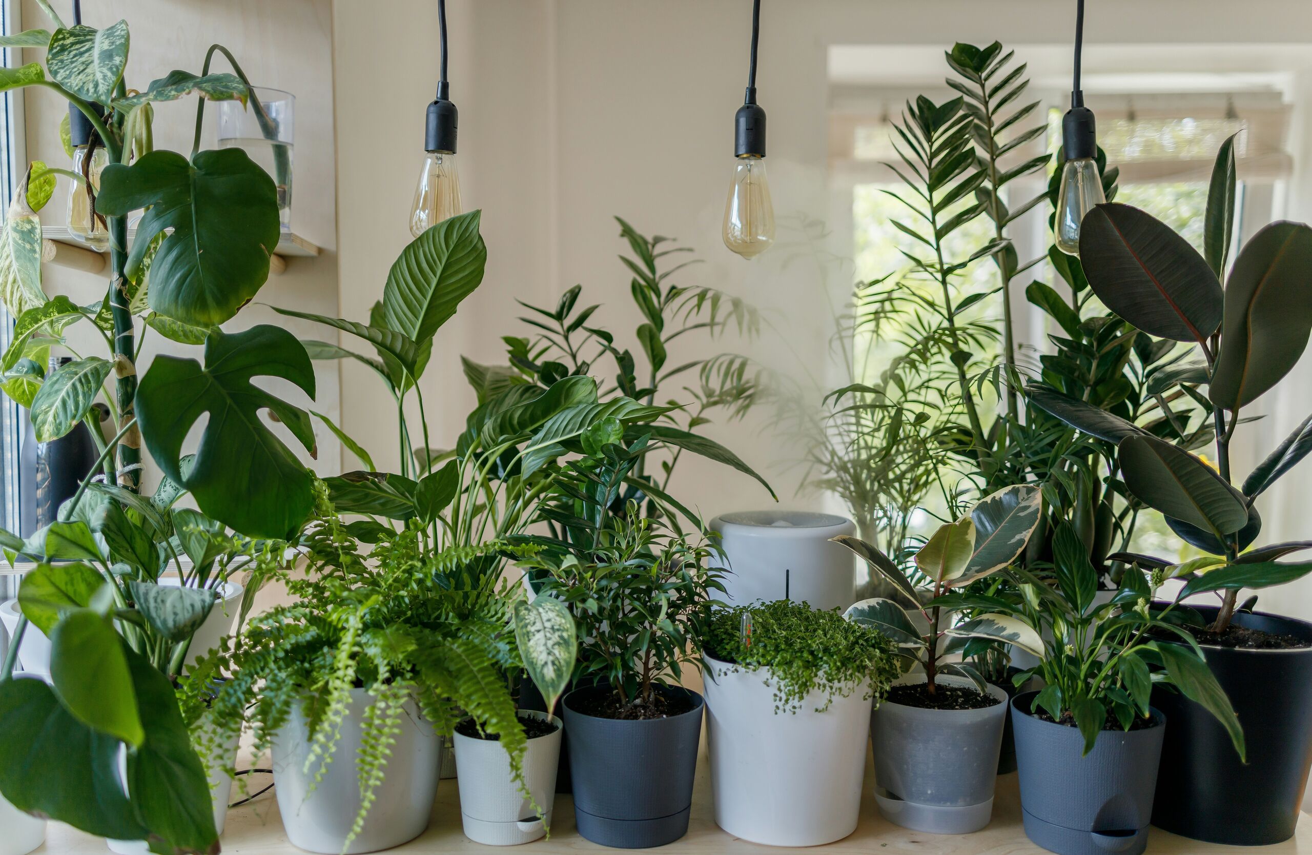 Cómo usar plantas de interior como 