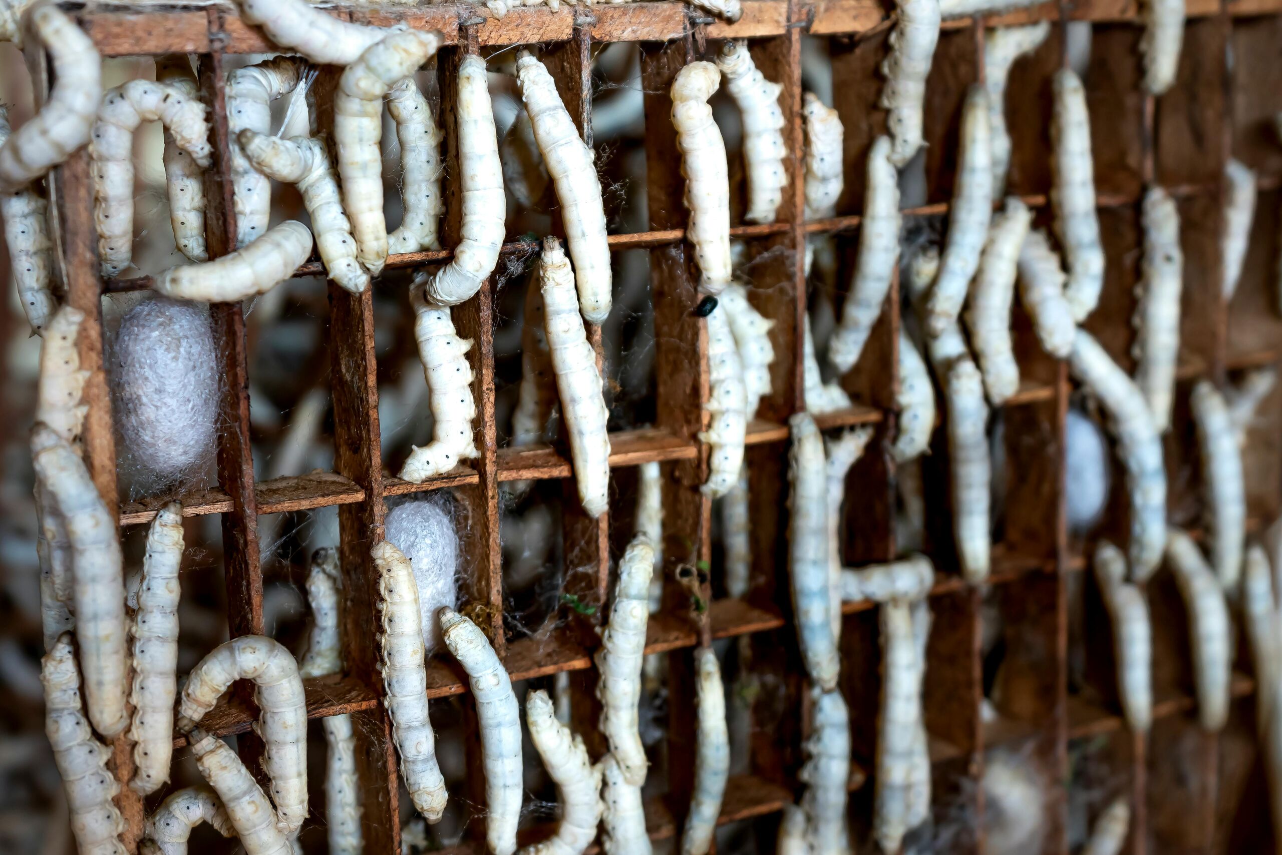 Cataluña tiene diez granjas donde se producen insectos para consumo humano