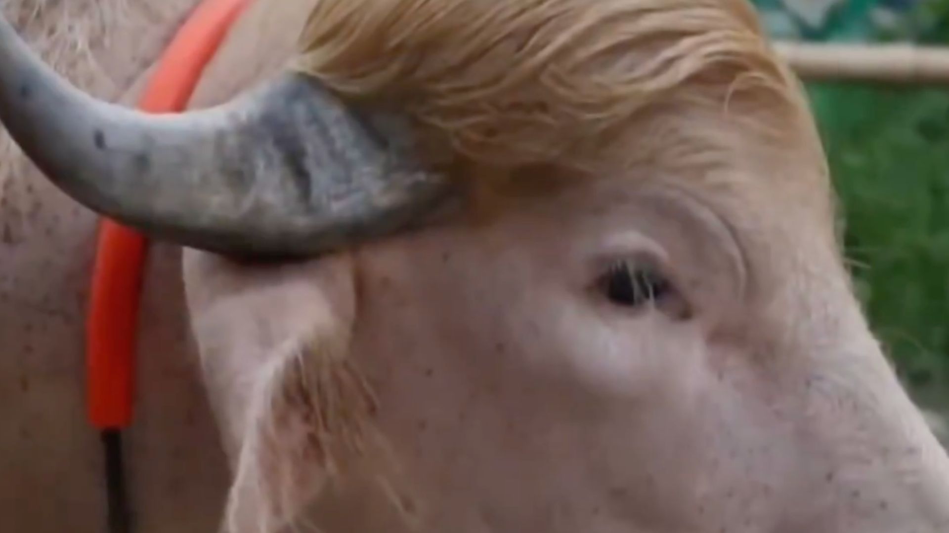 Un búfalo albino evita el sacrificio tras hacerse viral por su parecido con Donald Trump