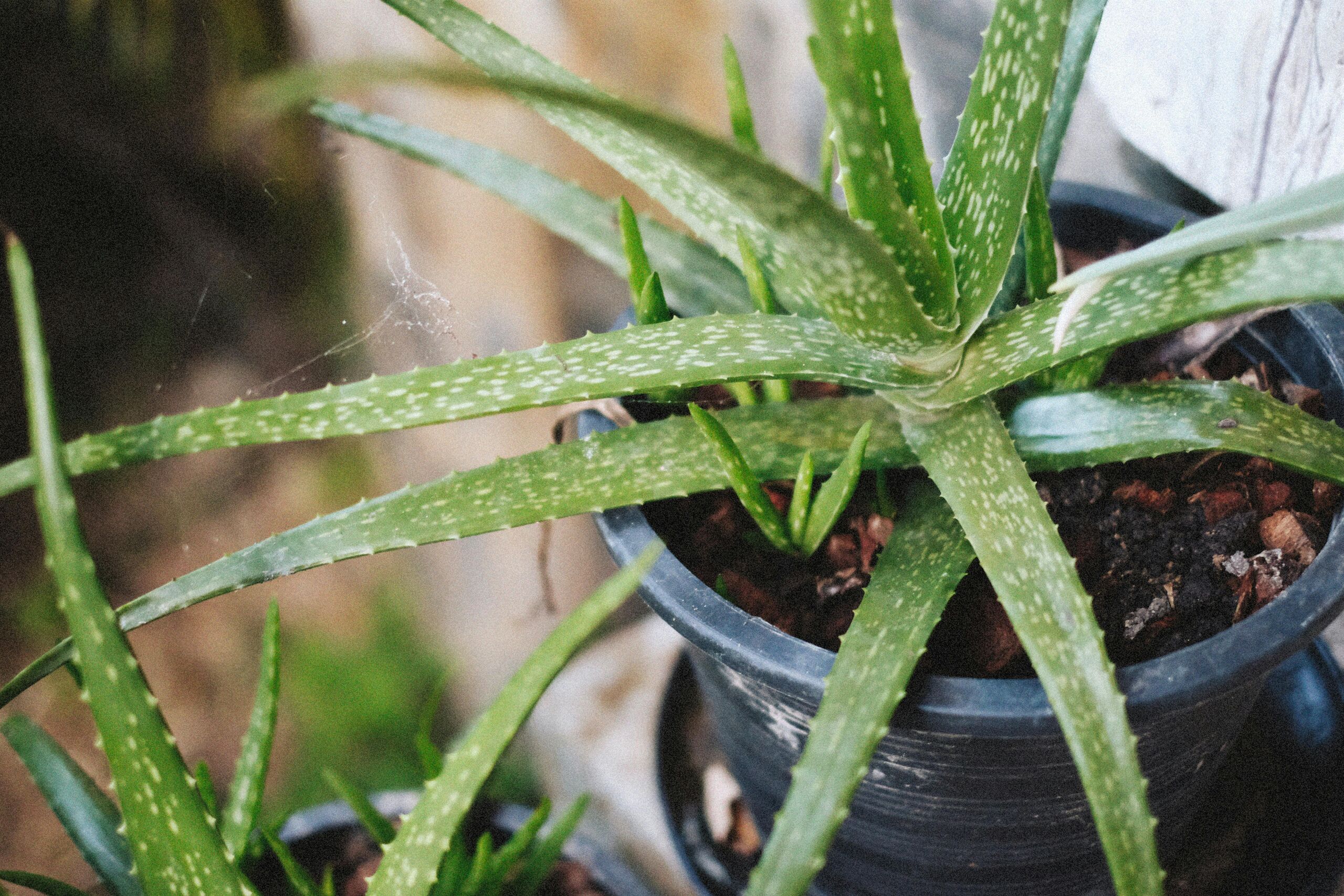 Cómo enfriar la casa sin usar aire acondicionado gracias a plantas y trucos tradicionales
