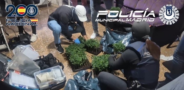 Inmuebles ocupados y marihuana en los cimientos: los nuevos narcopisos desmantelados por la Policía Nacional en Madrid