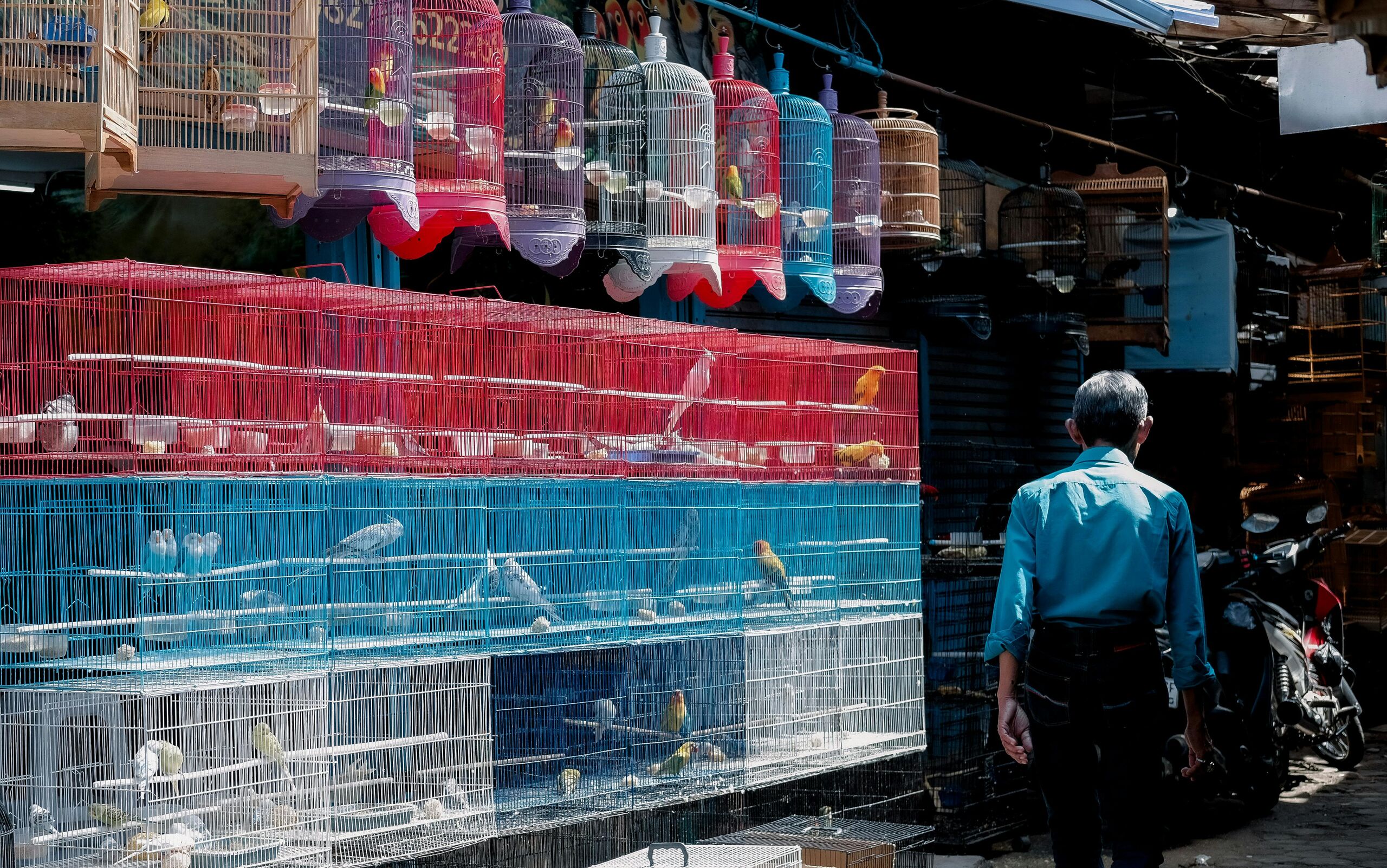 La incertidumbre por las mascotas que quiere prohibir el Gobierno ya afecta a las ventas