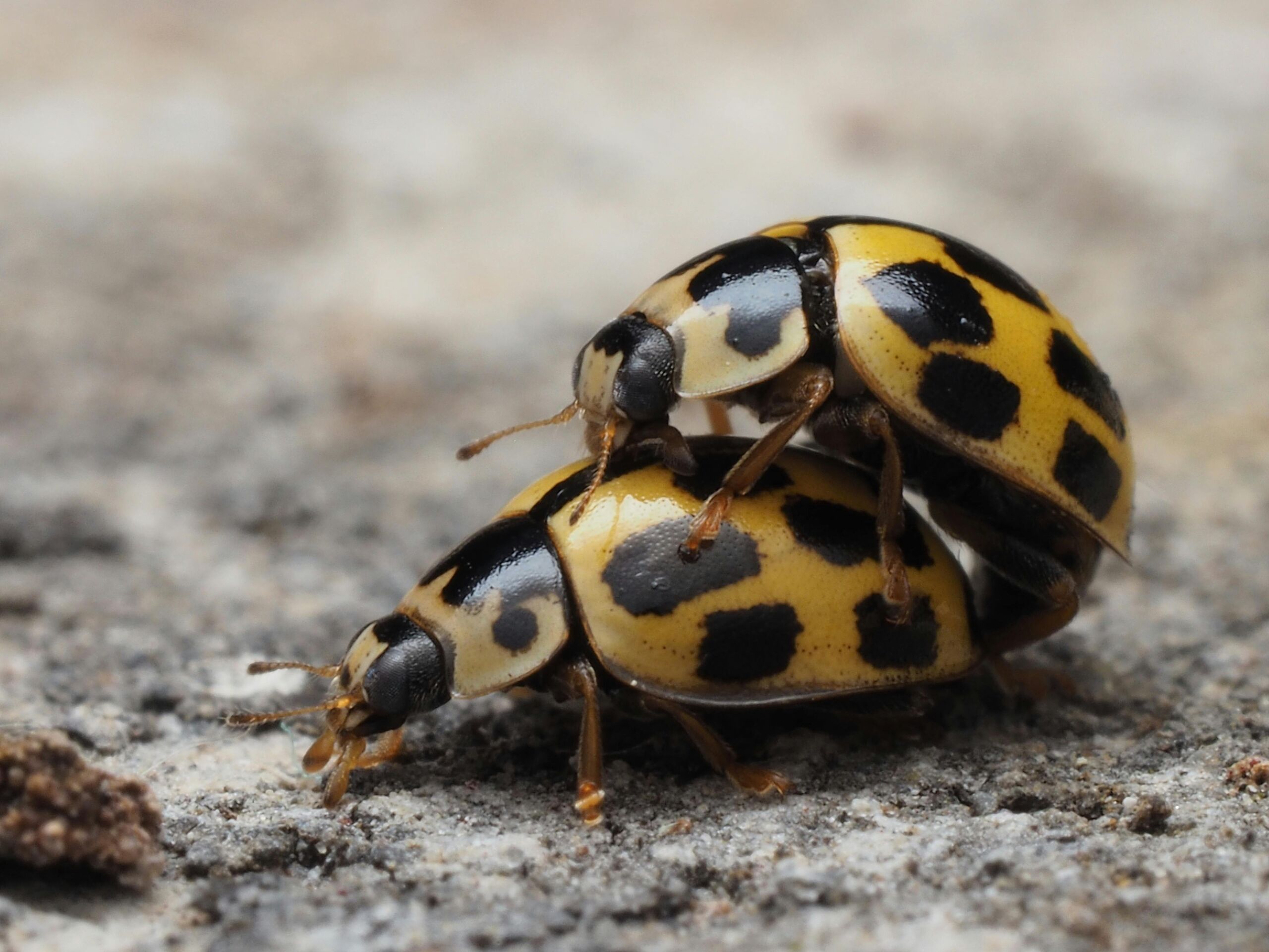 Peces, lagartos, cangrejos y otros animales fascinantes que no necesitan el sexo para sobrevivir