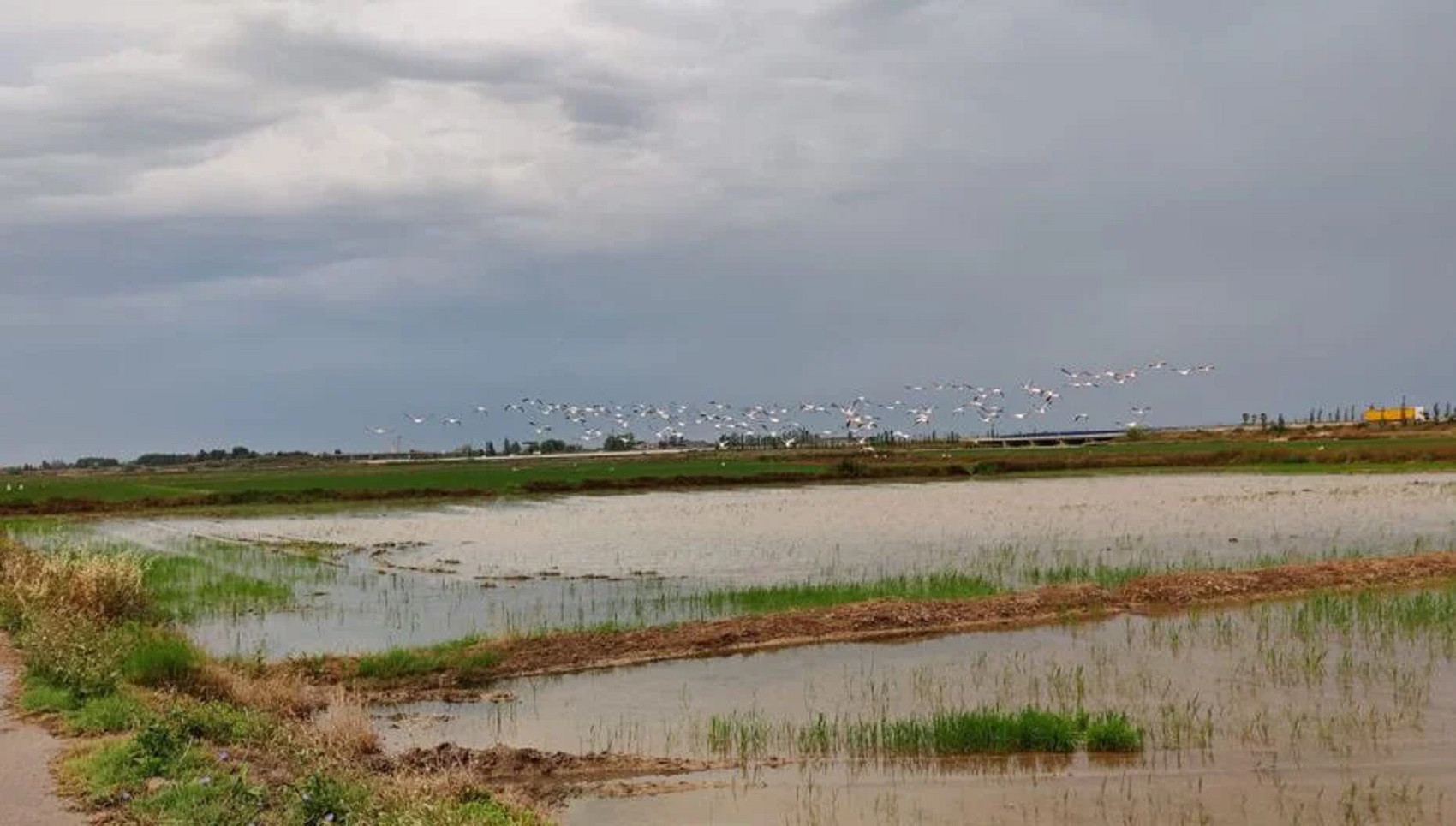 Los flamencos destrozan los arrozales recién sembrados: 