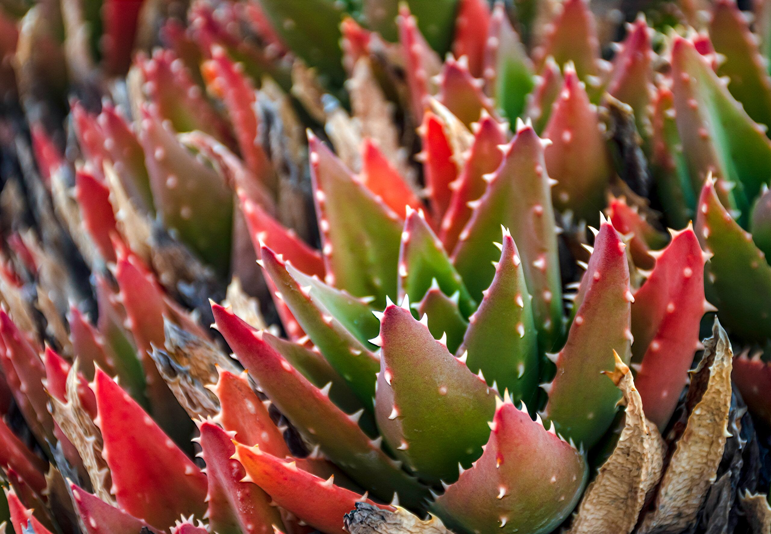 Las plantas indestructibles que sobrevivirán en casa si te vas de viaje