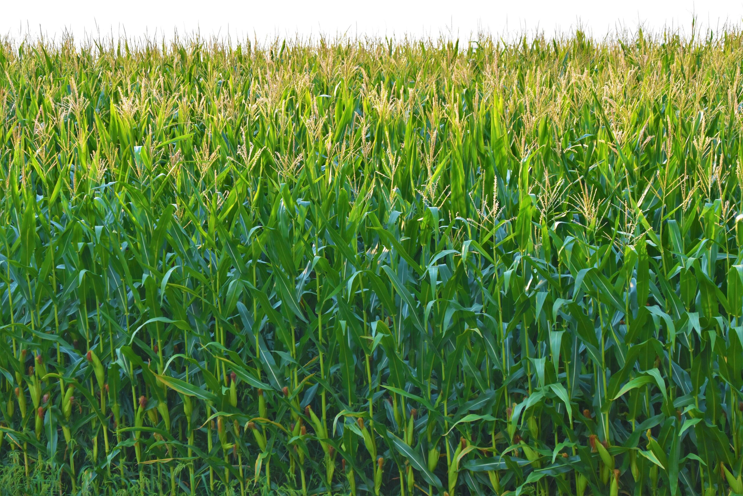 Planas pide dinero para el campo mientras pone en peligro la cosecha de maíz en Aragón y Extremadura