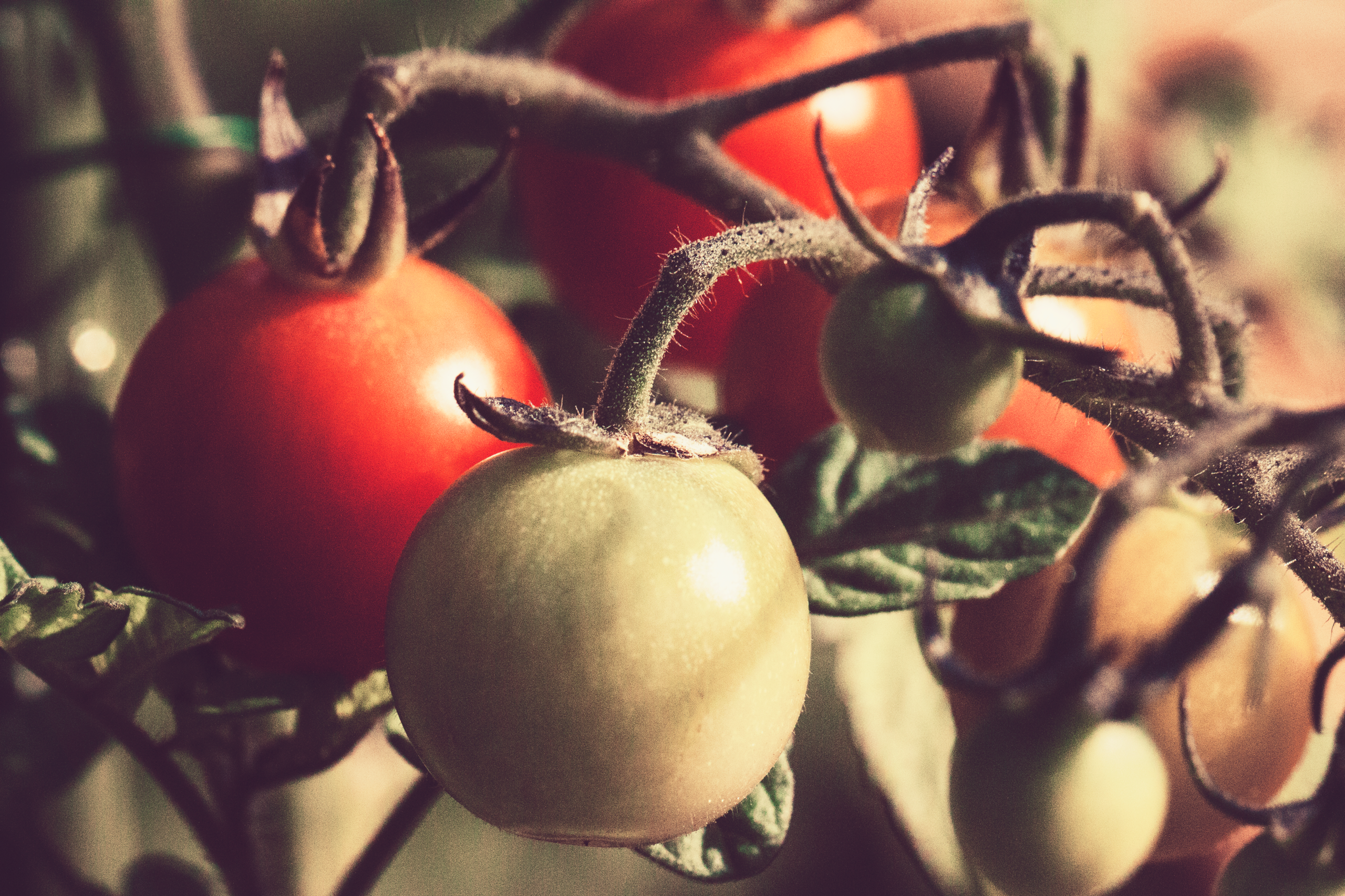 Las mejores plantas para acompañar a tus tomateras y multipl