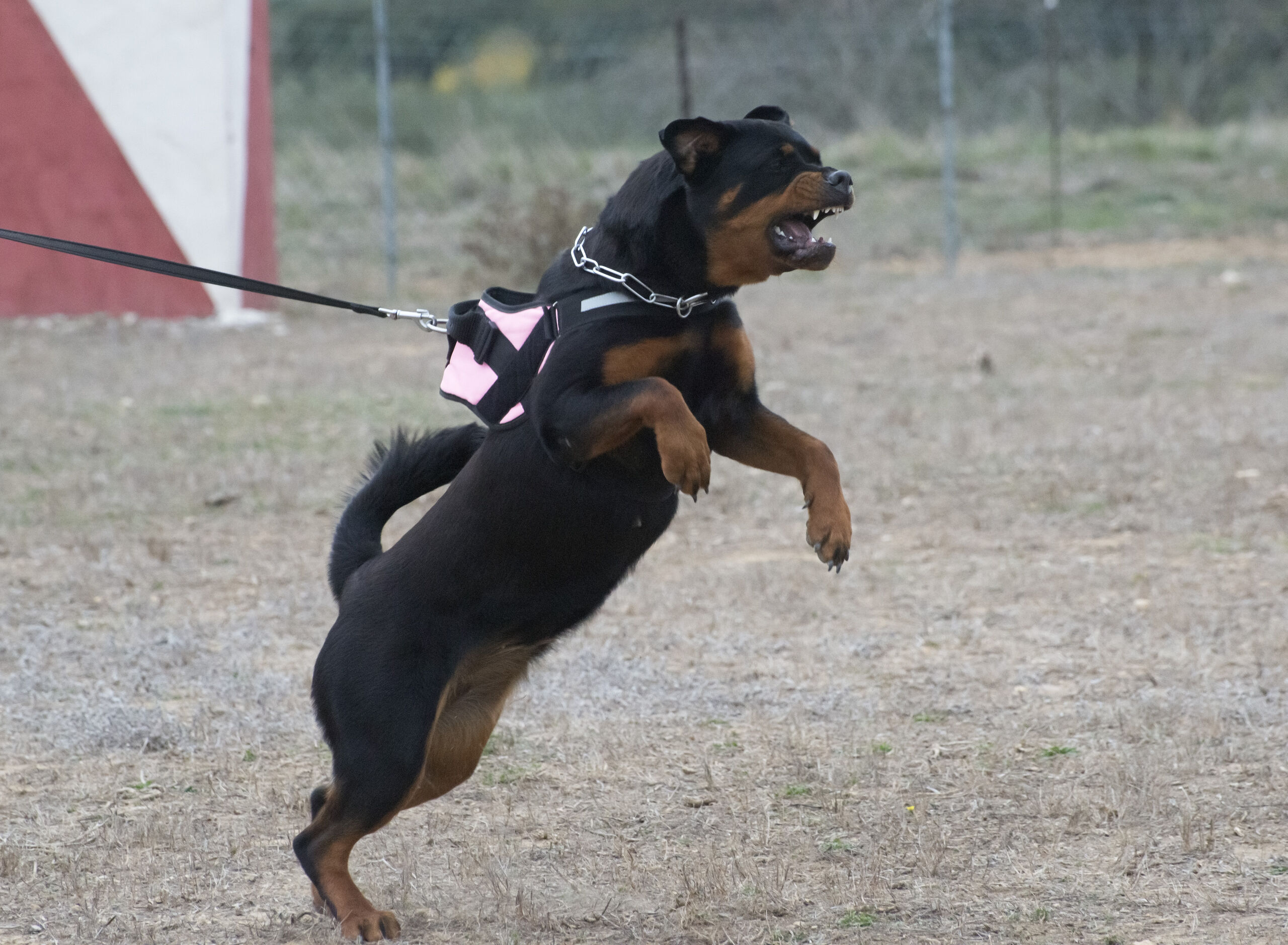 Pánico en Elda: un perro peligroso arranca la oreja a una mu