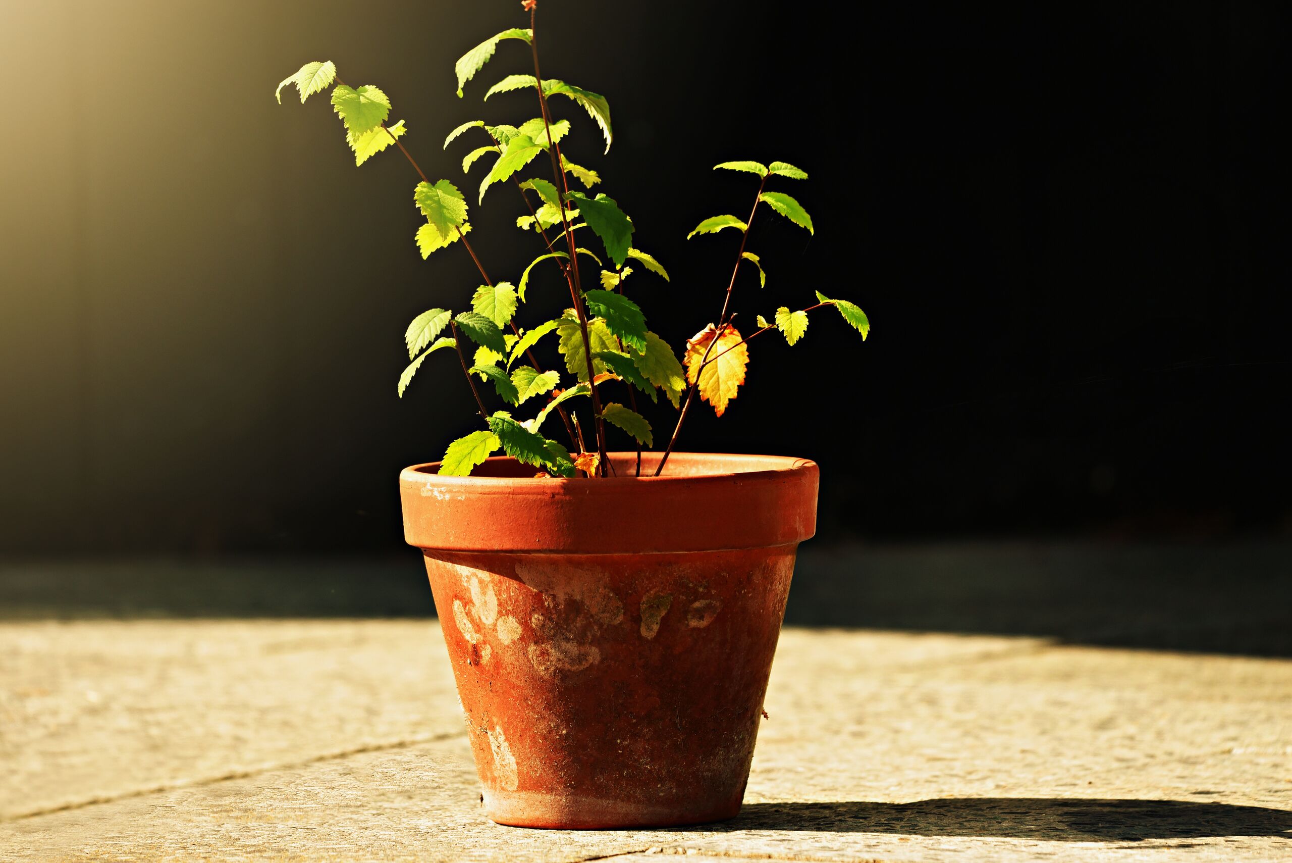 Las cinco plantas todoterreno que sobreviven en casa con cui