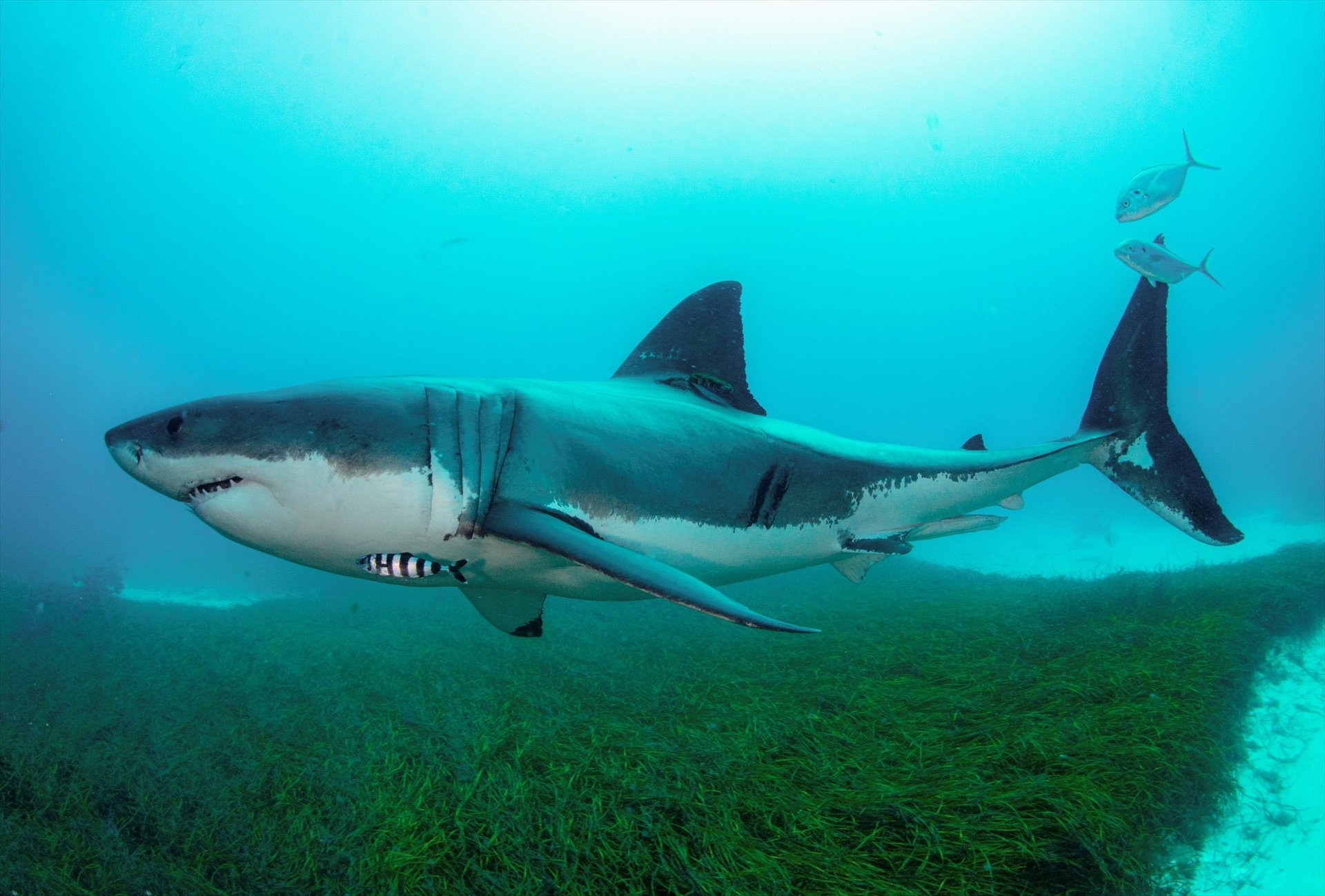 Graban por primera vez a un gran tiburón blanco adulto en el