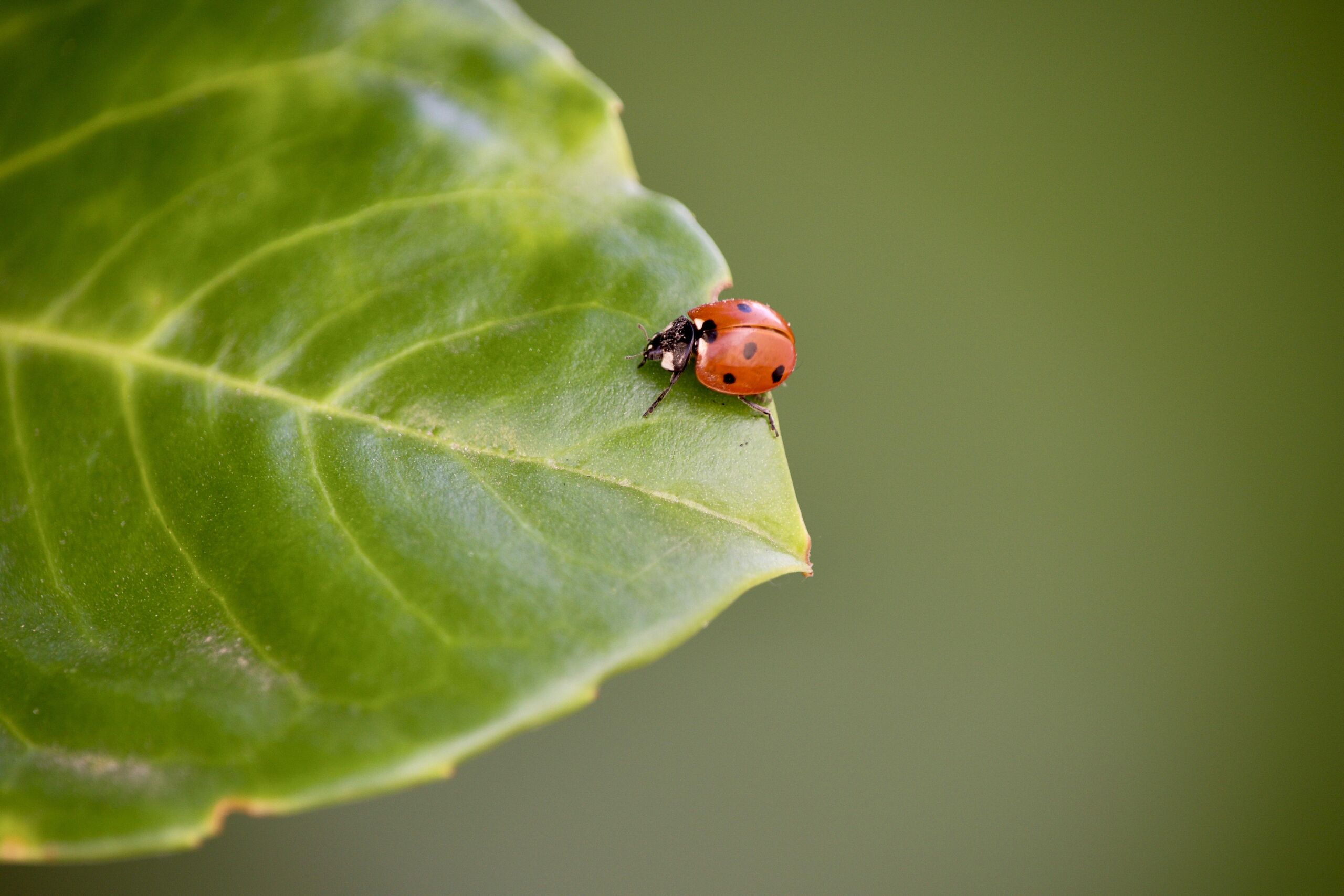El error de usar insecticidas: el ejército protector que sal