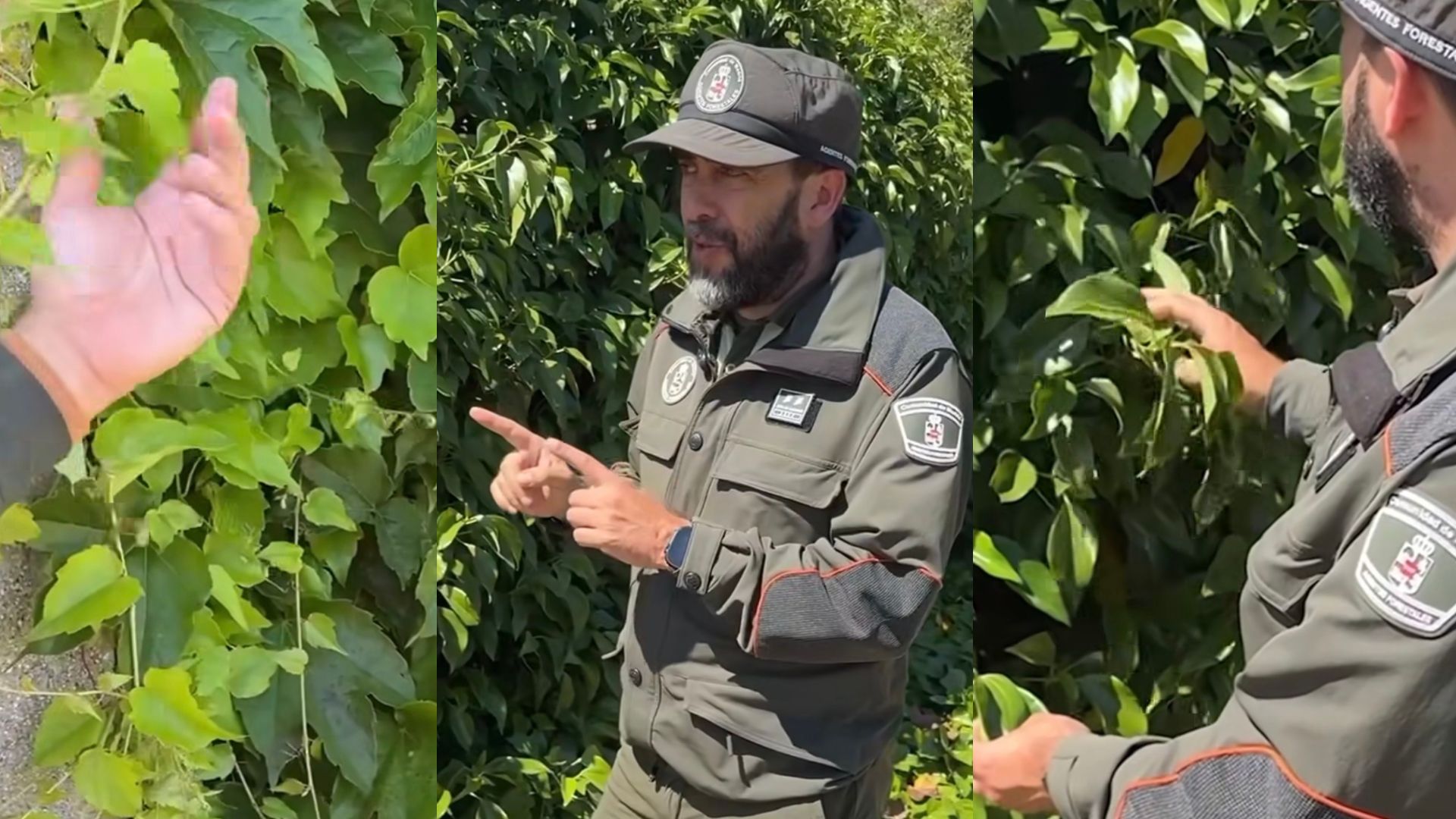 El peligro oculto de tu jardín: el motivo por el que los for