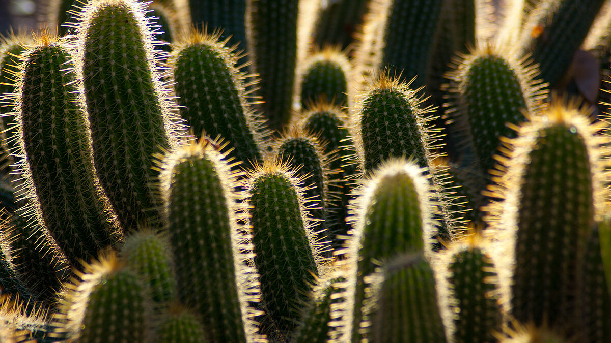 La Feria Internacional de cactus y plantas exóticas que conv