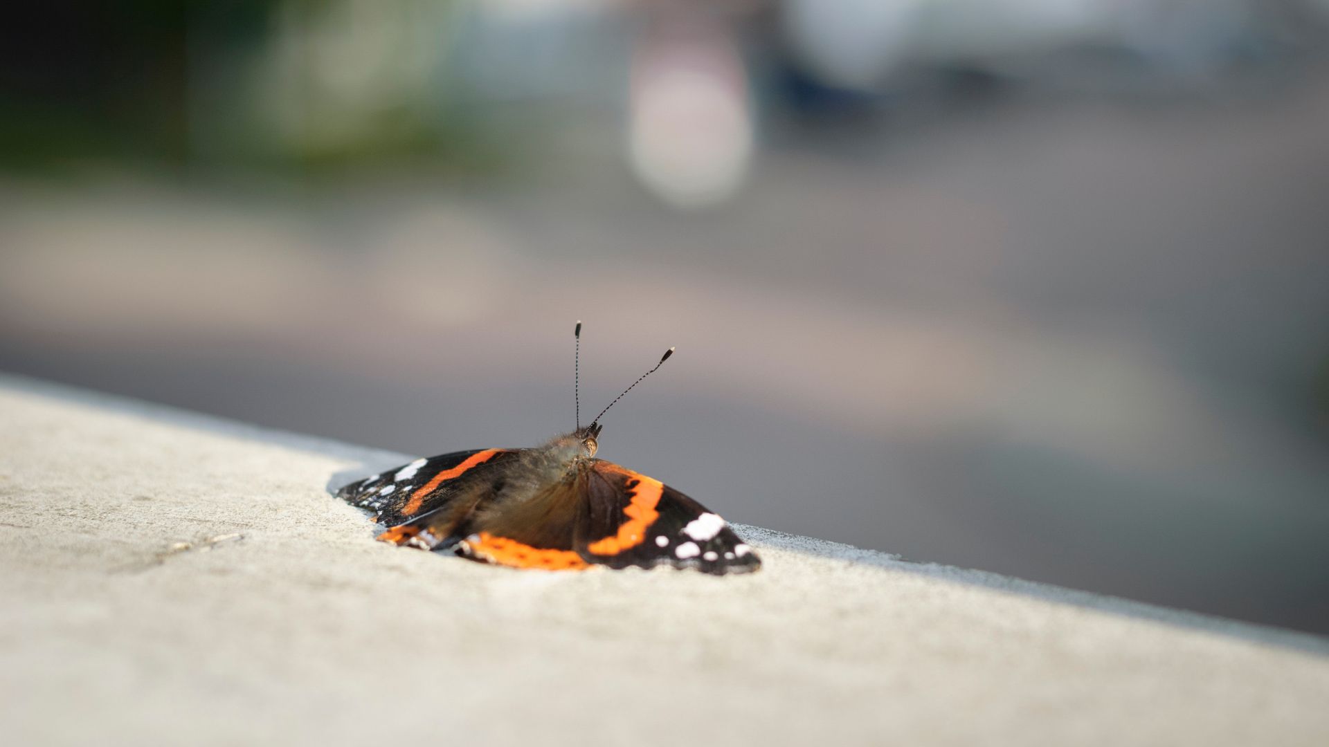 La mariposa como vector místico: el miedo ancestral del homb