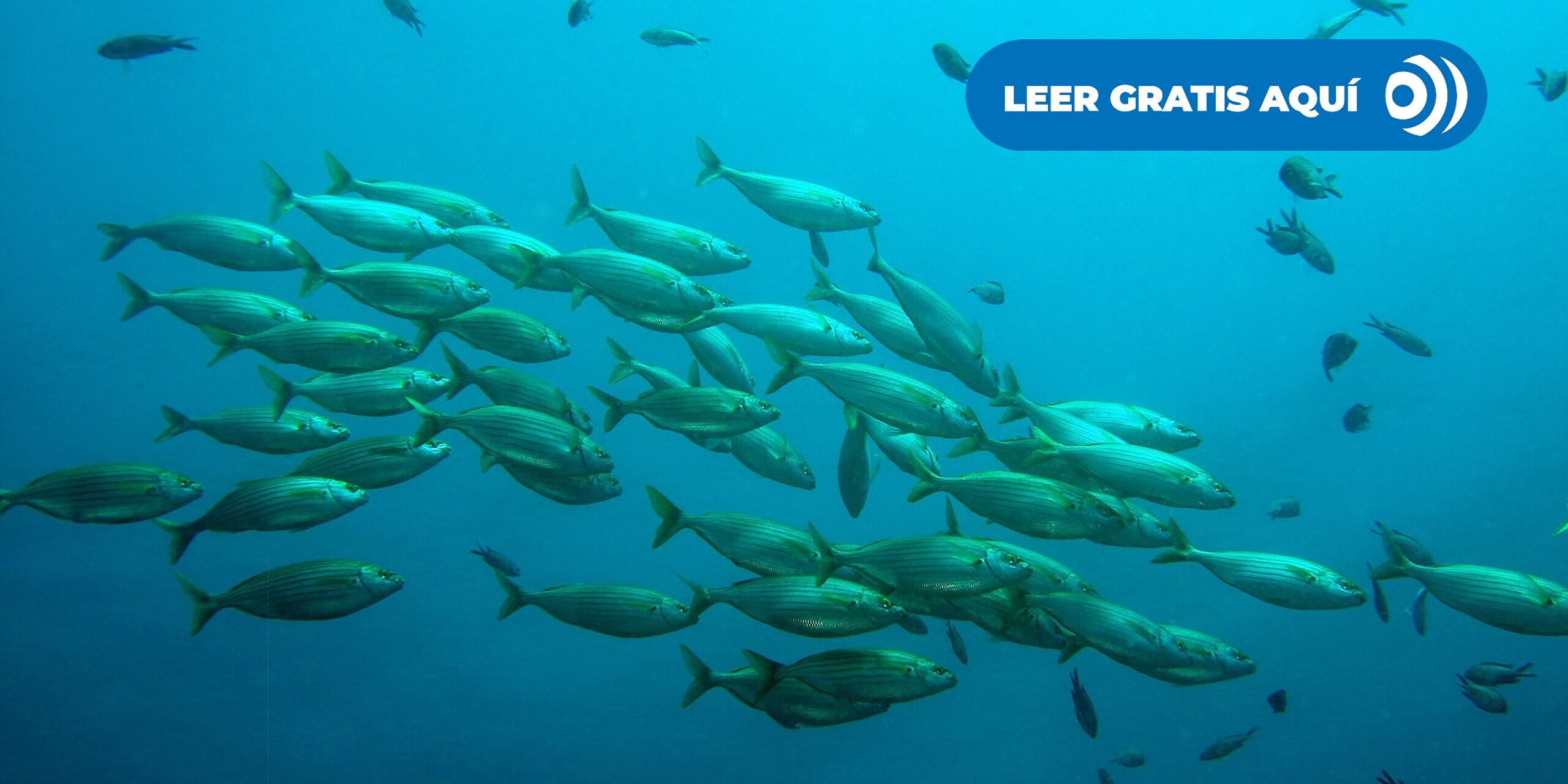 Investigadores españoles alimentan peces de granja con restos de cerveza