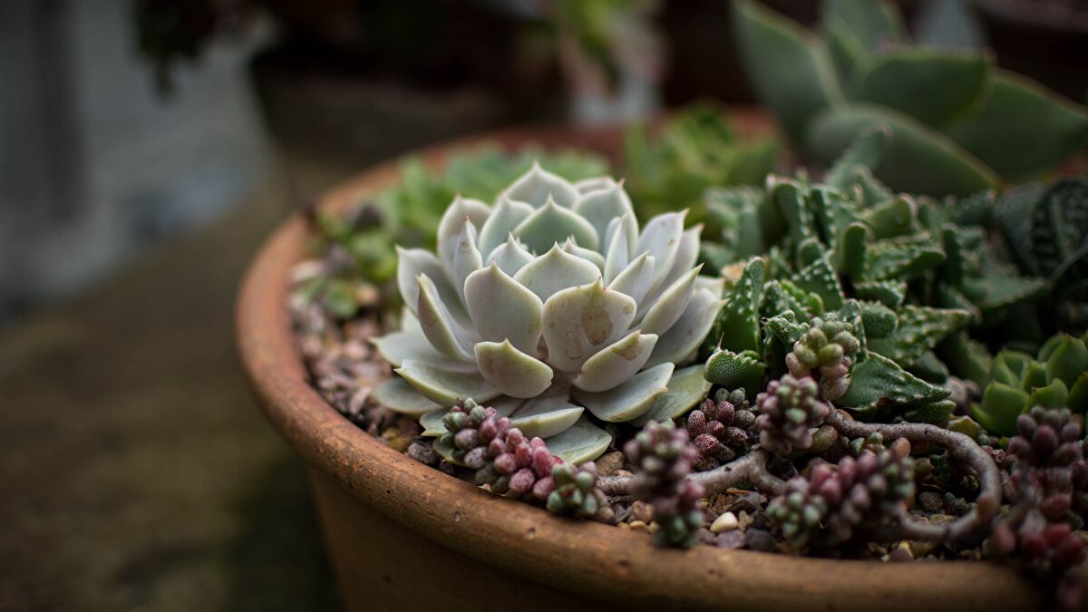 Por qué tus plantas se marchitan con el calor y se recuperan al anochecer