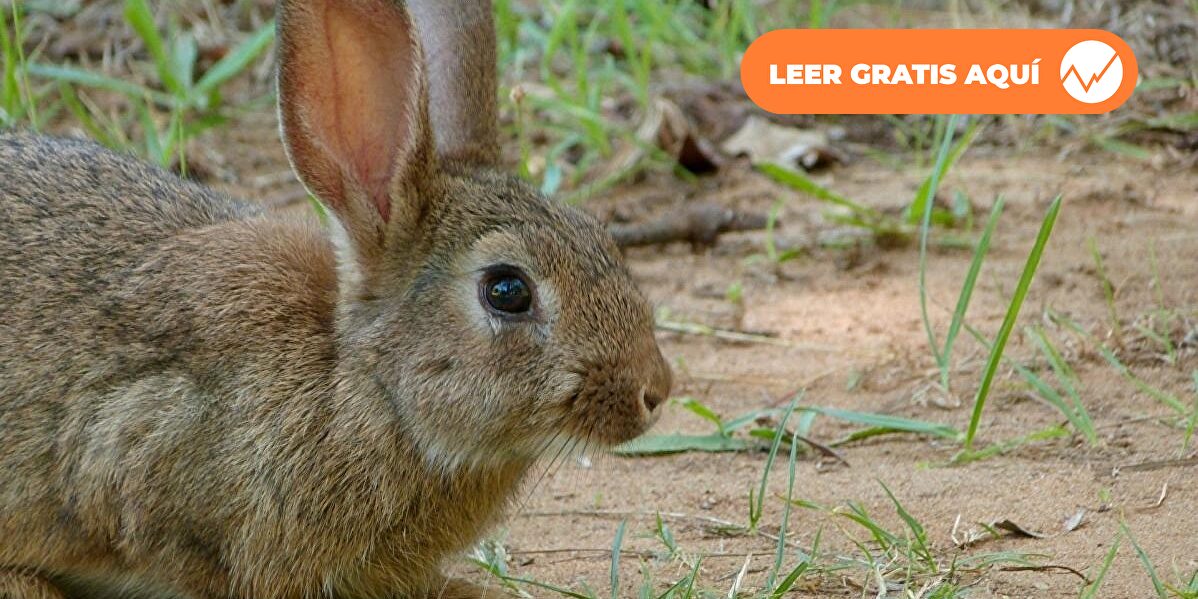 Los animalistas exigen que los agricultores aprendan a  coexistir  con los conejos que arrasan los cultivos
