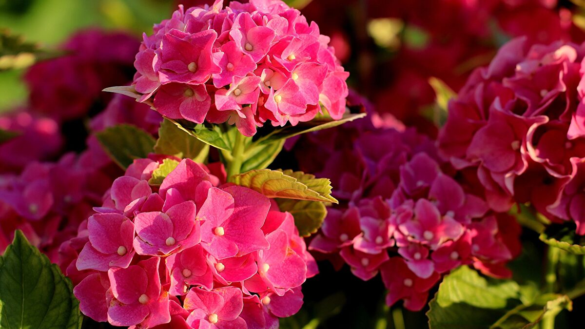 El secreto químico de las hortensias: así cambian de color según el suelo