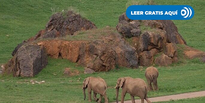 Los ecologistas alemanes cargan contra Cabárceno tras la muerte de la elefanta Zambi
