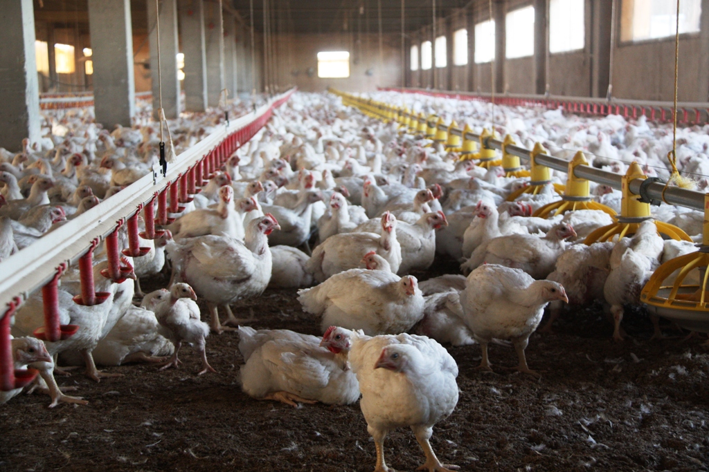 El virus que amenaza los huevos y el pollo deja ya dos millones de aves sacrificadas en España