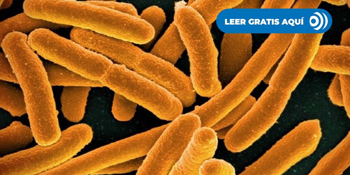 Investigadores españoles detectan bacterias fecales resistentes a los antibióticos en alimentos, animales y humanos