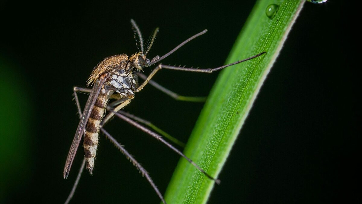 Extremadura suma dos nuevos casos de fiebre del Nilo y mantiene a seis pacientes ingresados