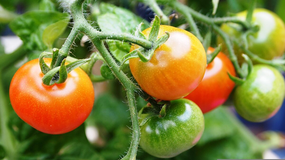 El tomate extremeño toca fondo y los agricultores amenazan con no plantar el año que viene